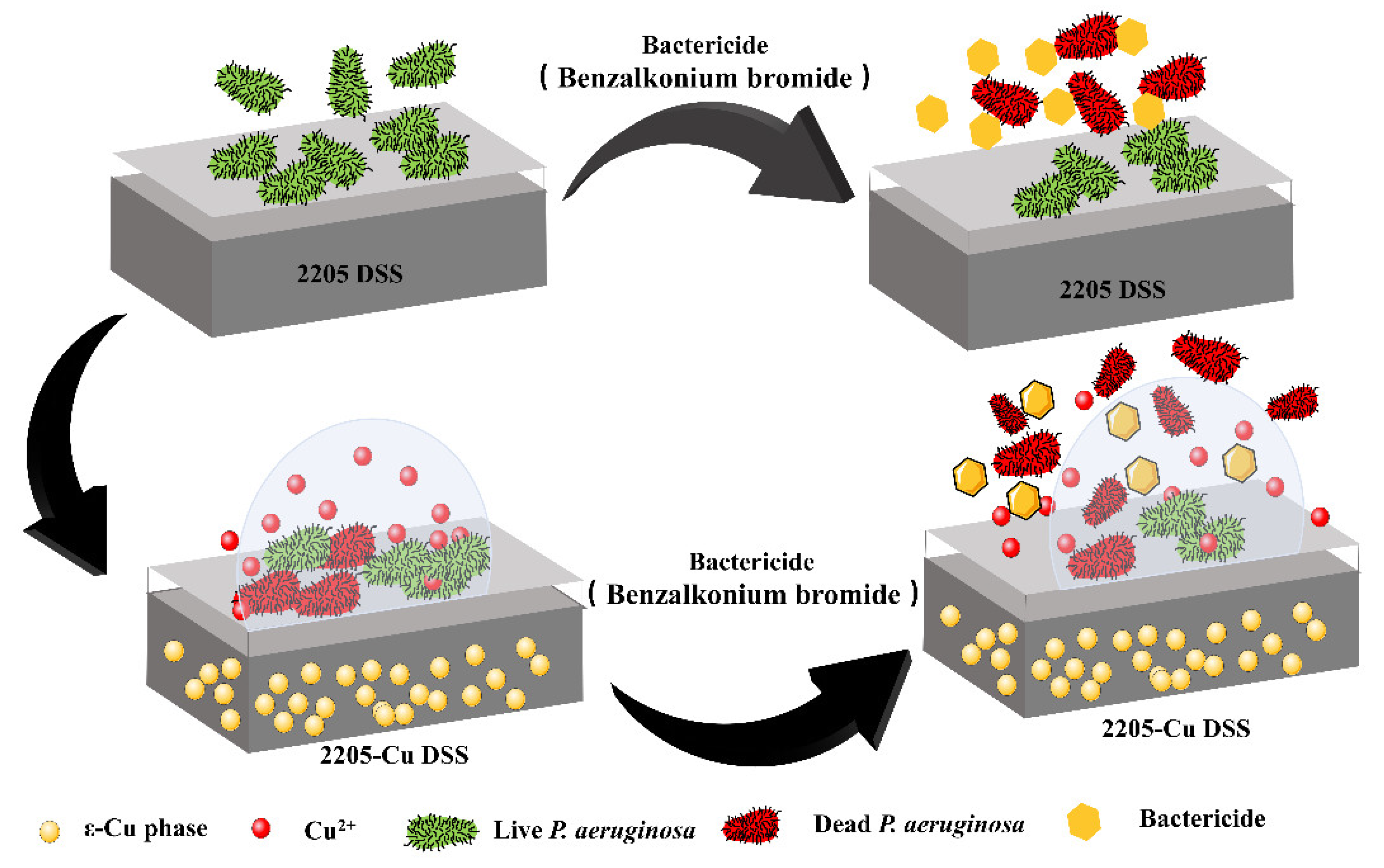Microorganisms 11 00711 sch001 Microorganisms 11 00711 sch001