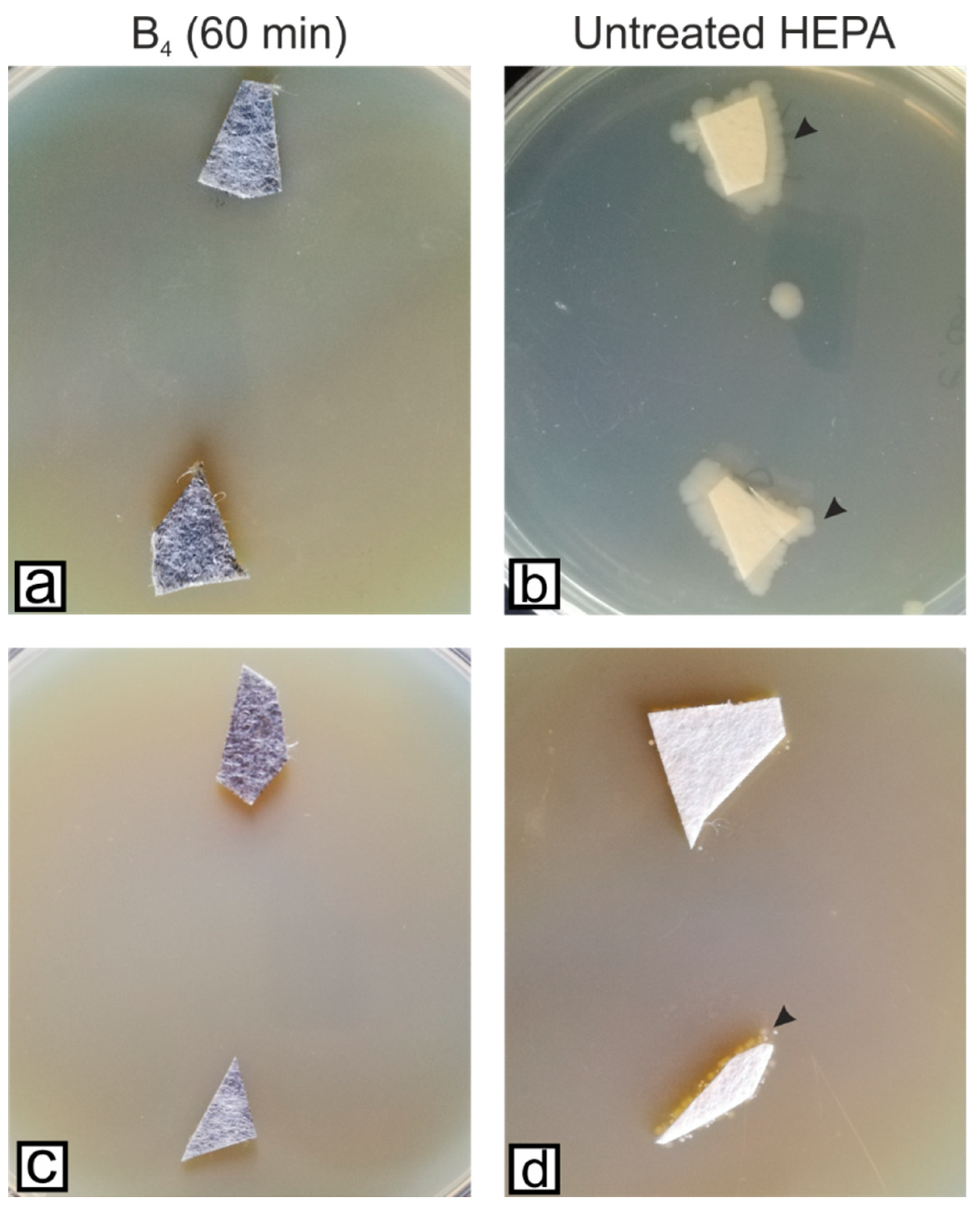 Microorganisms 11 00745 g007 Microorganisms 11 00745 g007