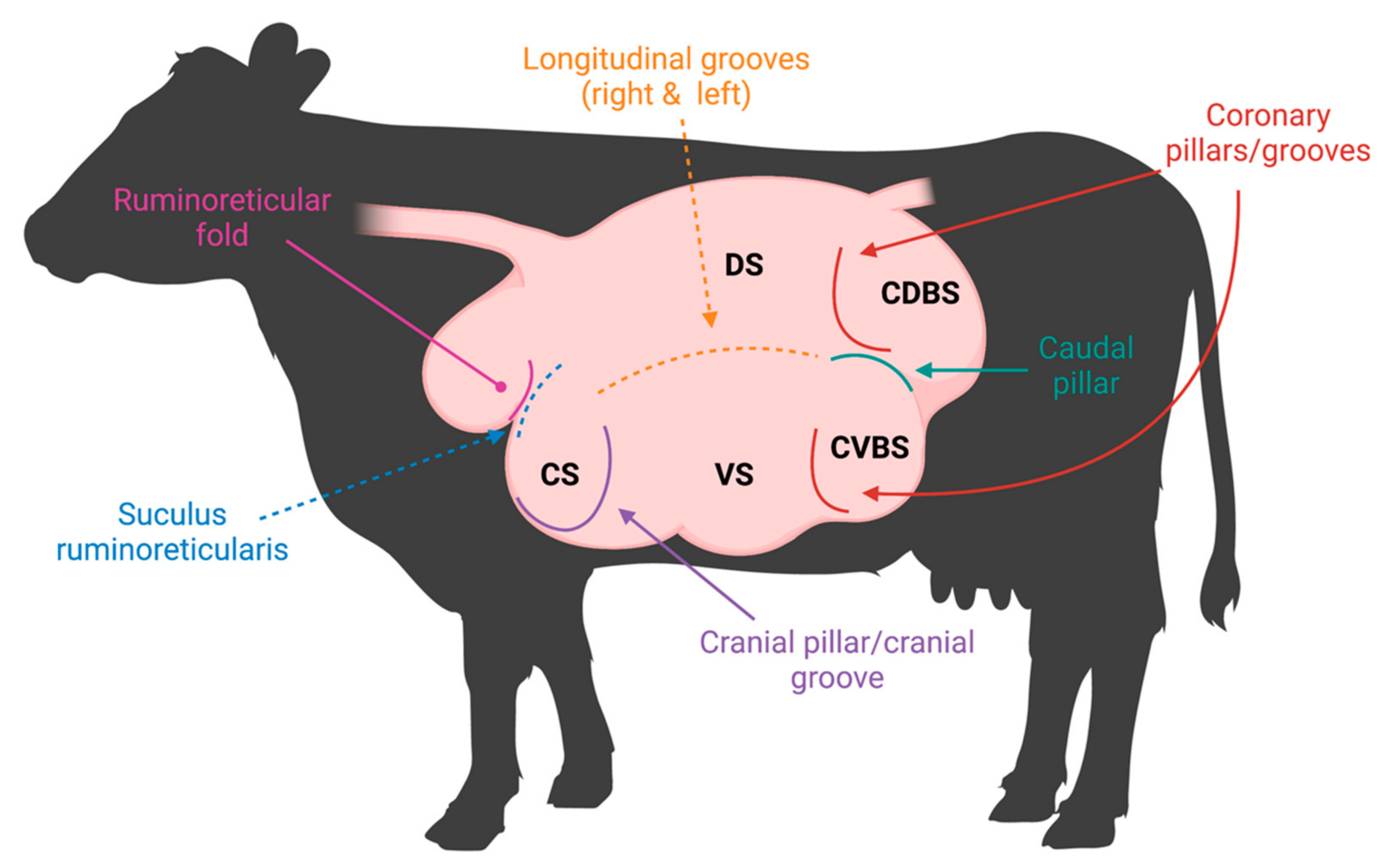 Anatomy of the Rumen Affecting the Microbiome Encyclopedia MDPI