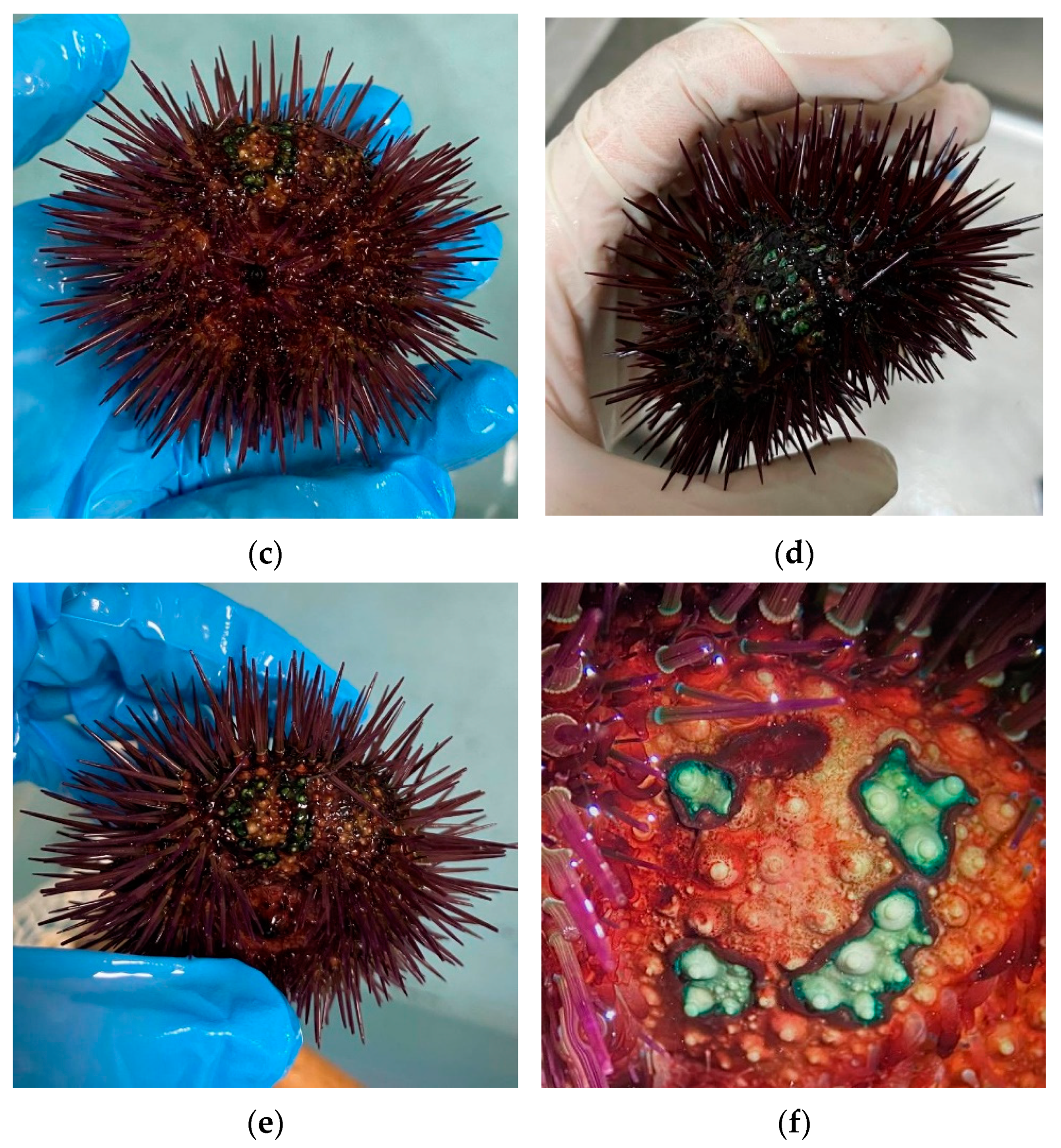 Microorganisms 11 00763 g002b