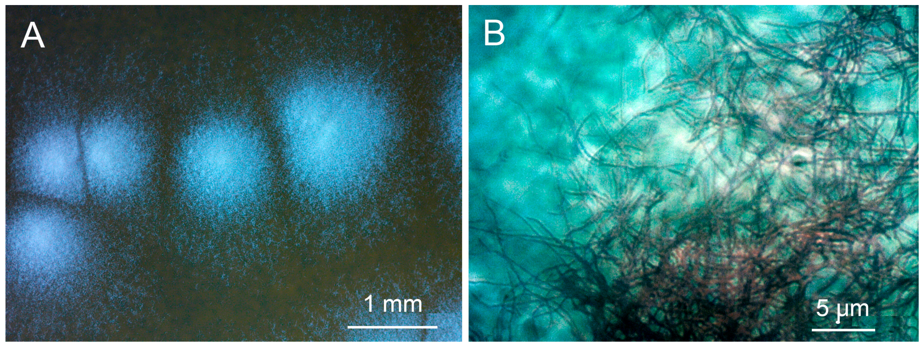 Microorganisms 11 00764 g001 Microorganisms 11 00764 g001