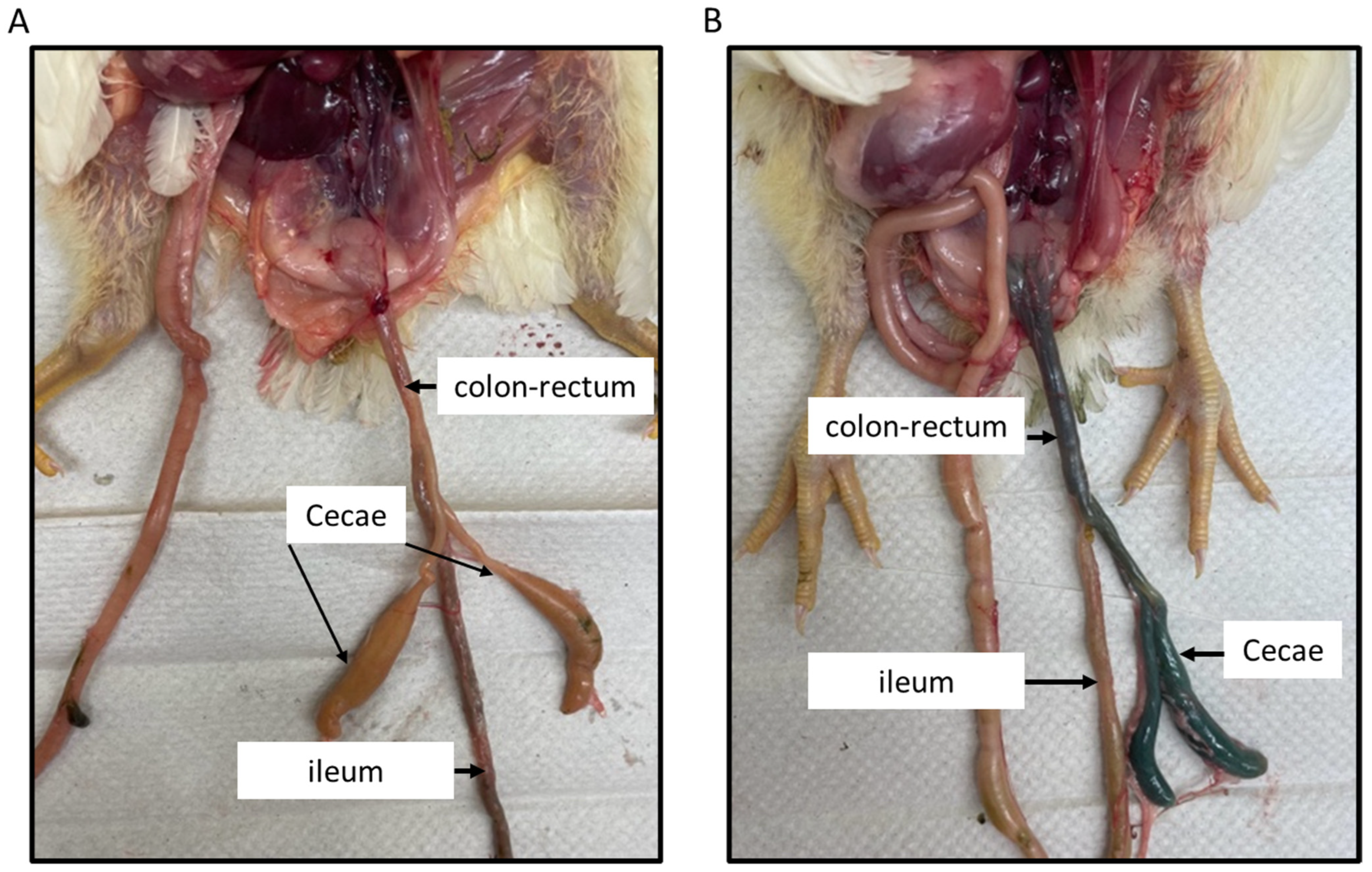 Microorganisms 11 00771 g001 Microorganisms 11 00771 g001