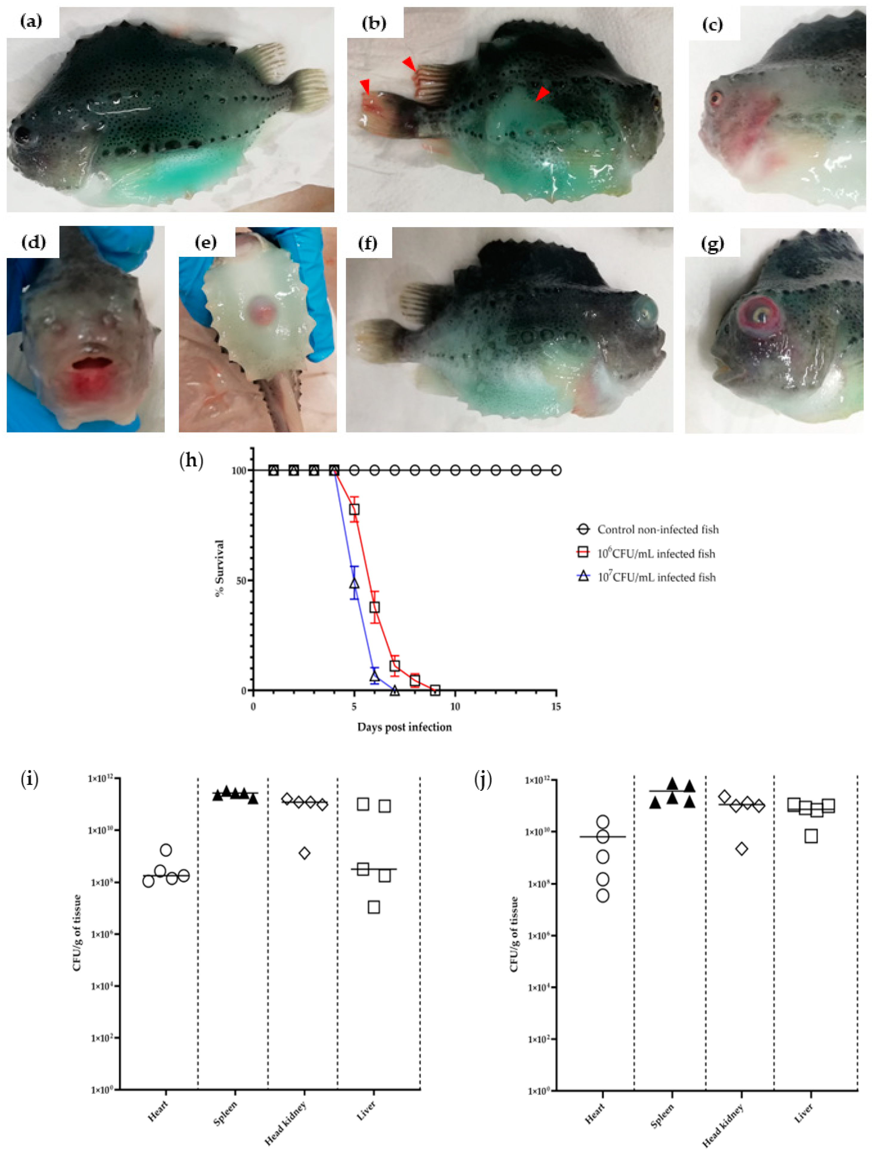 Microorganisms 11 00792 g001 Microorganisms 11 00792 g001