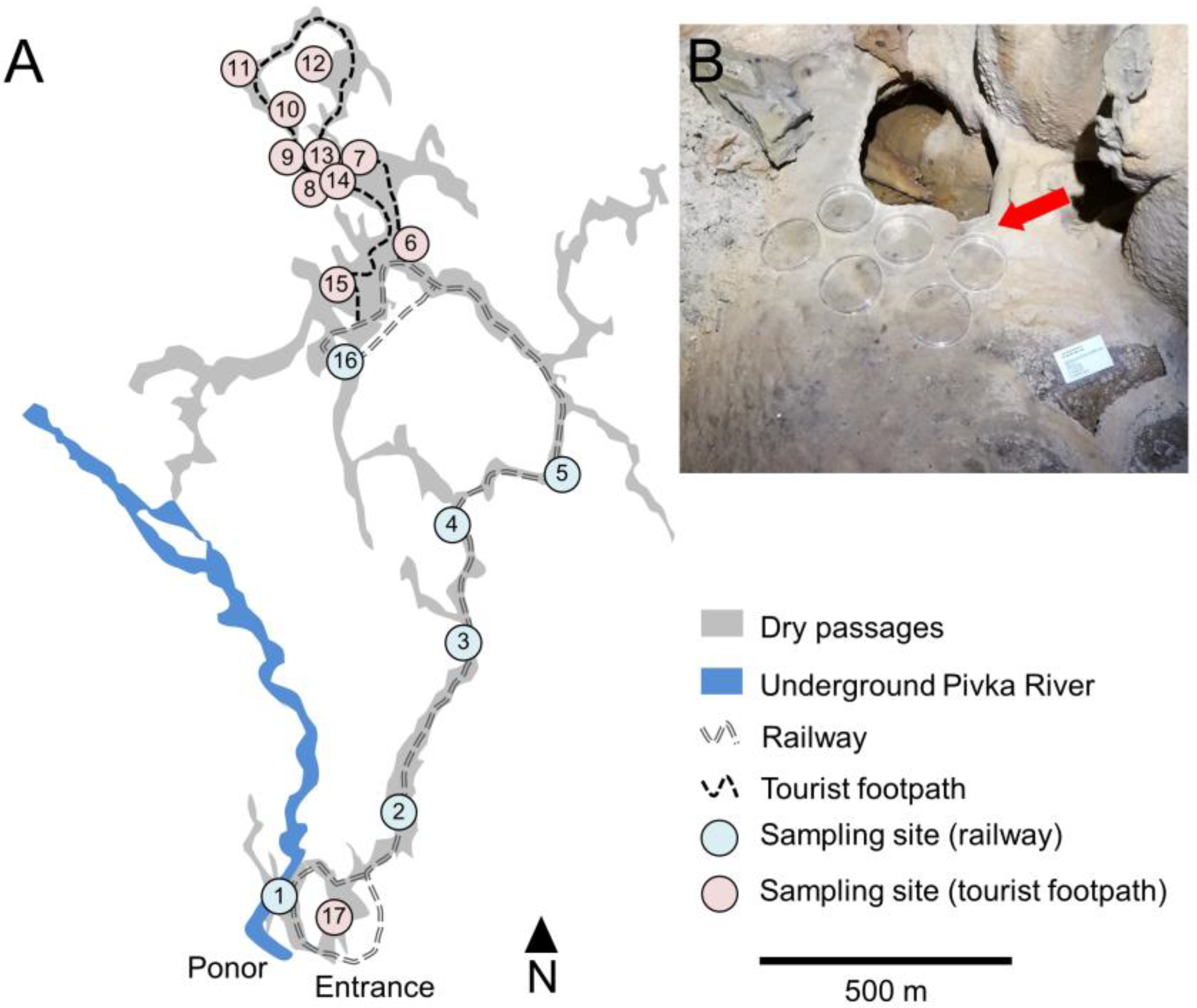Microorganisms 11 00809 g001