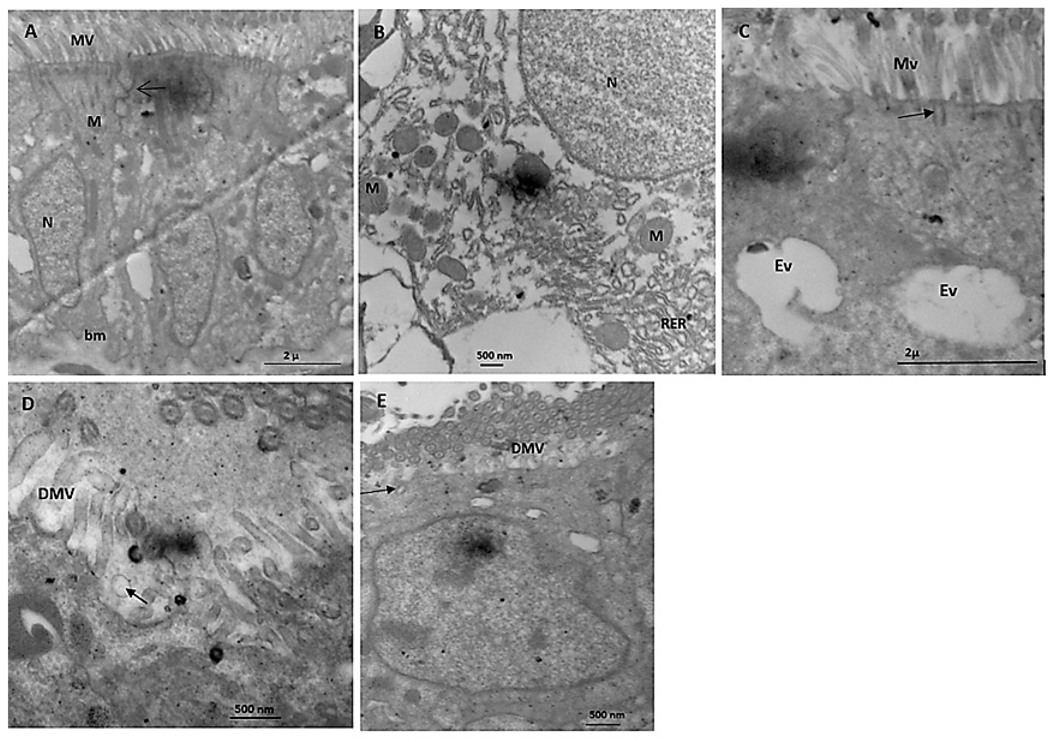 Microorganisms 11 00811 g007