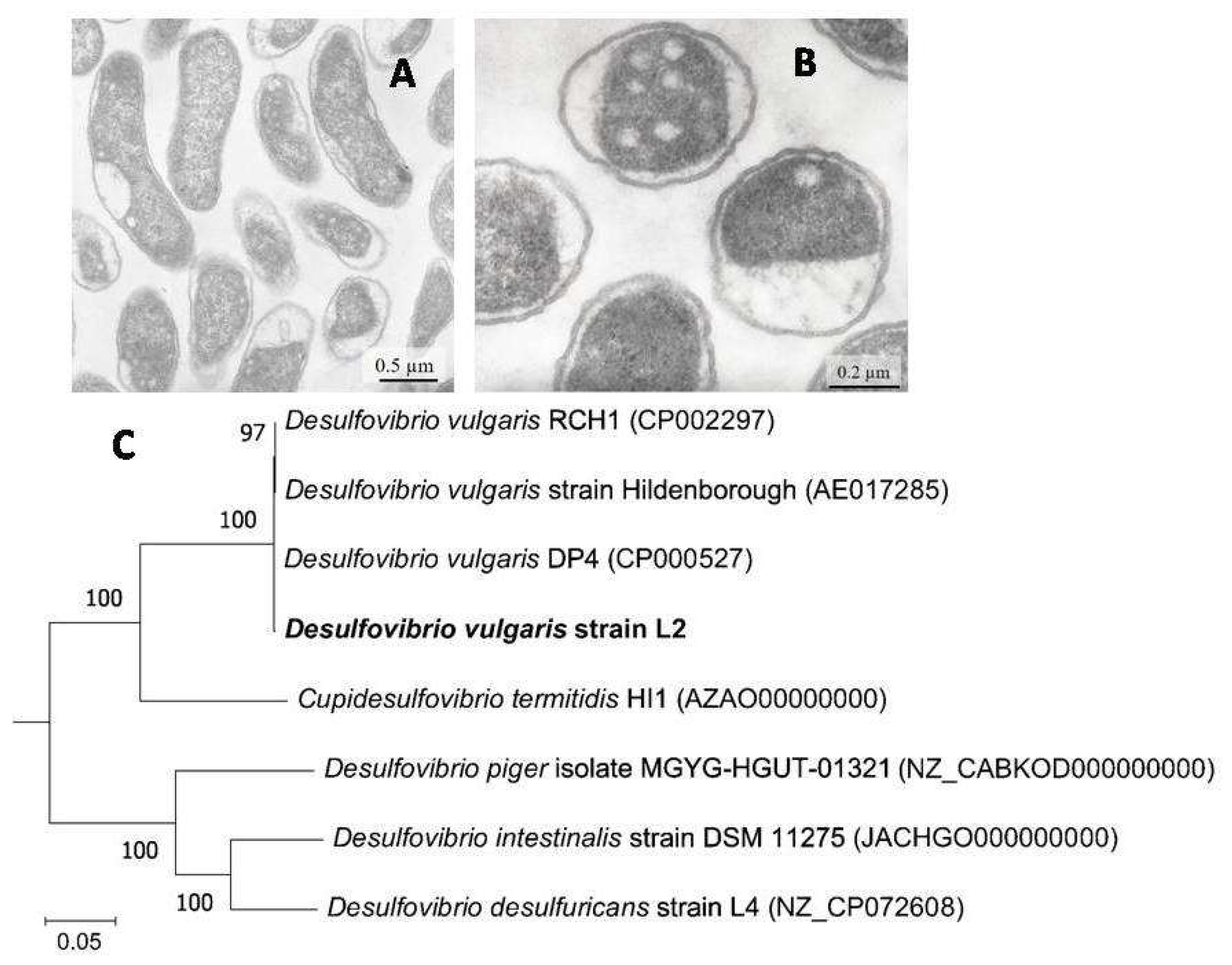 Microorganisms 11 00838 g002 Microorganisms 11 00838 g002