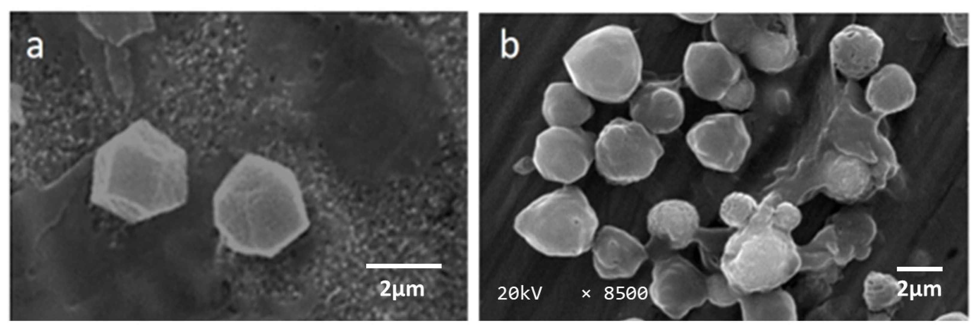 Microorganisms 11 00847 g001 Microorganisms 11 00847 g001
