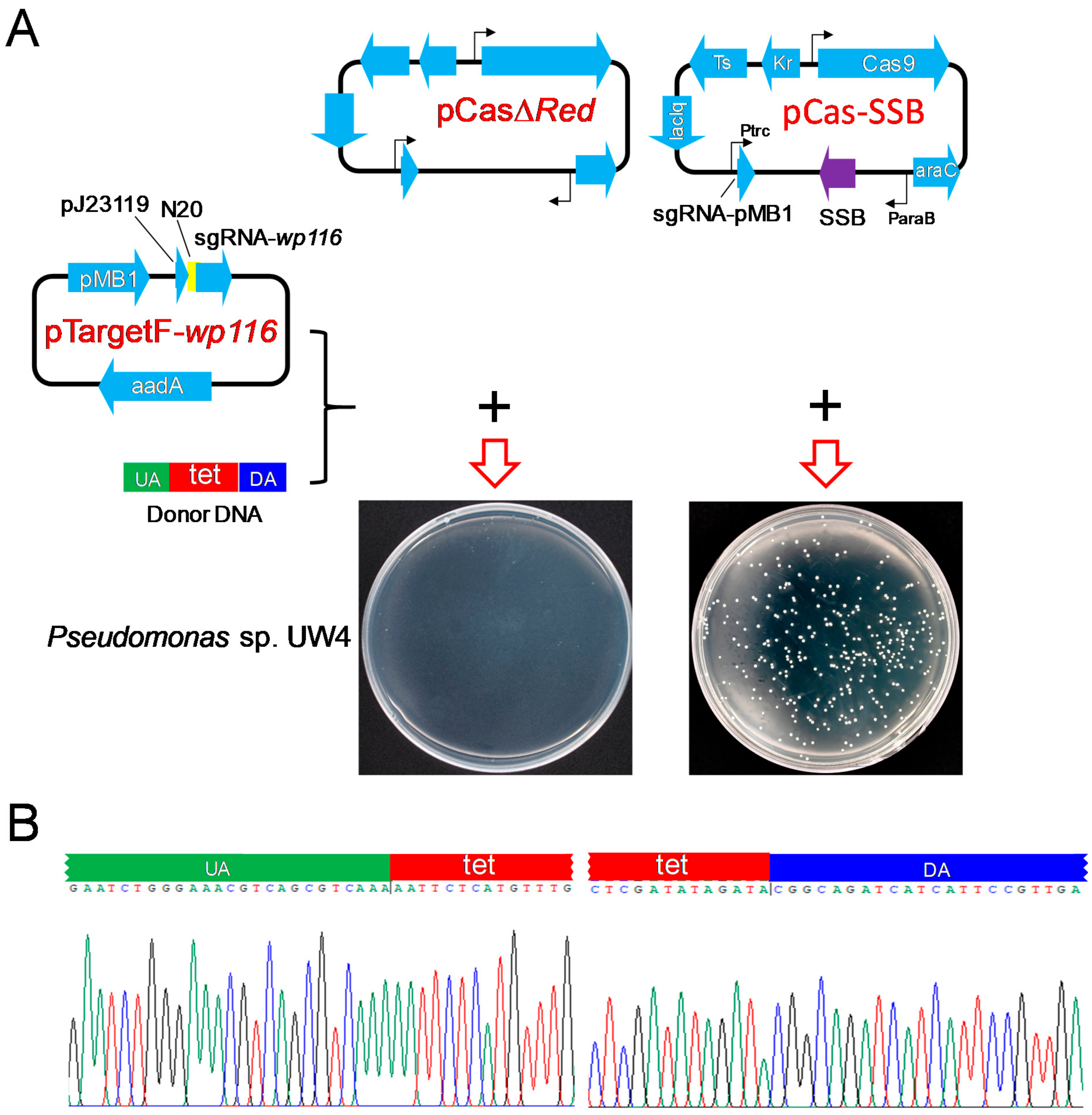 Microorganisms 11 00850 g004 Microorganisms 11 00850 g004