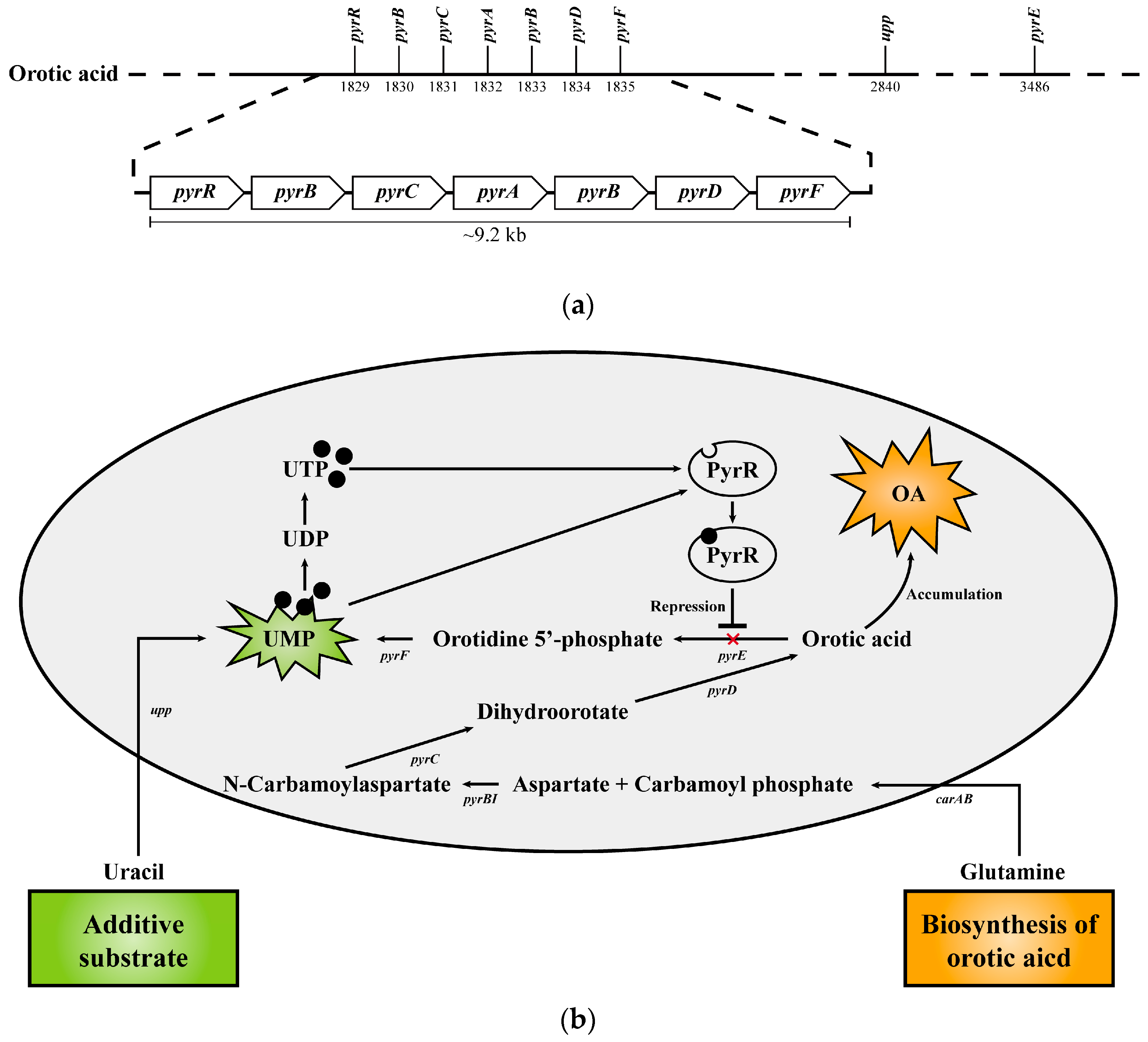 Microorganisms 11 00870 g008 Microorganisms 11 00870 g008