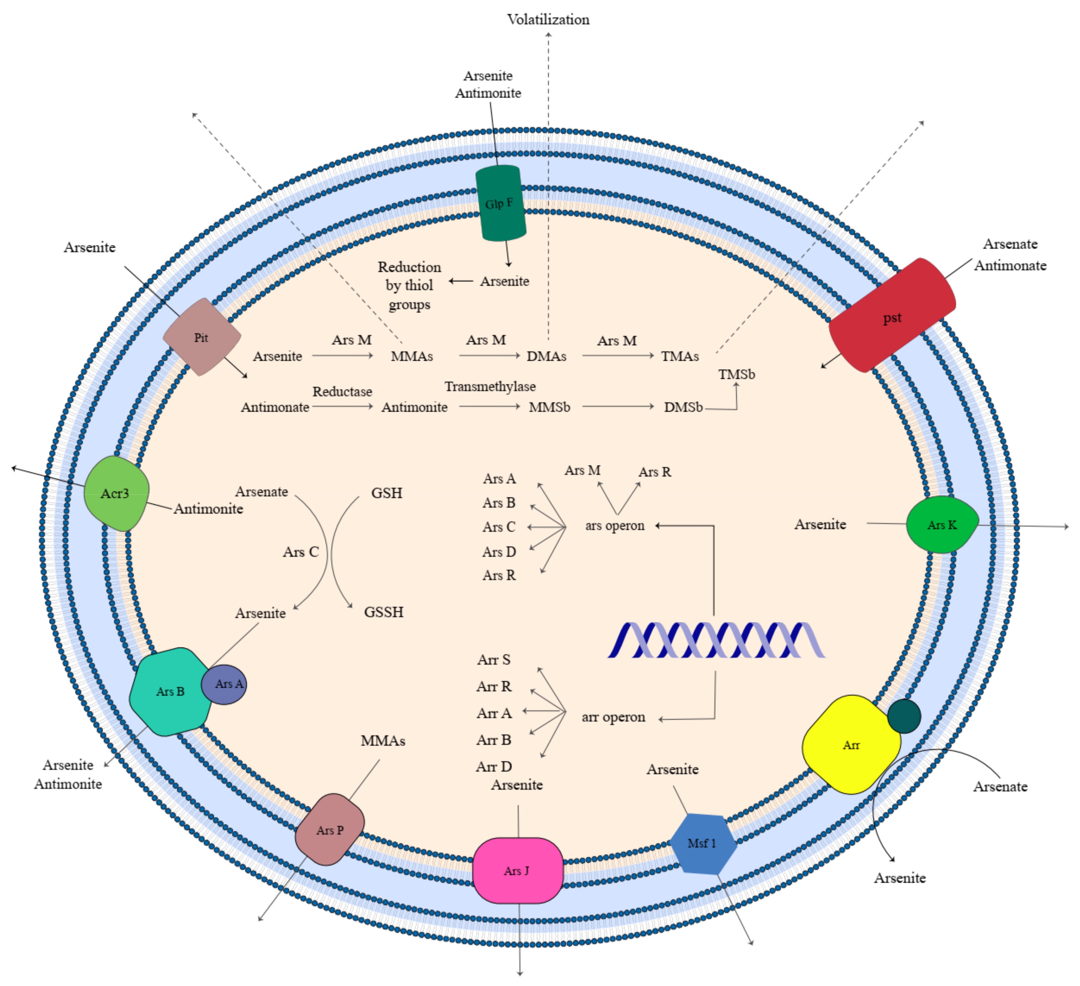 Microorganisms 11 00891 g002 Microorganisms 11 00891 g002
