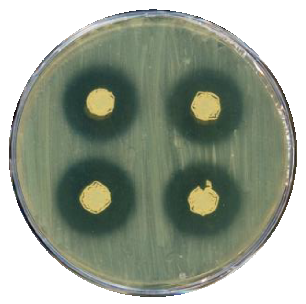 Microorganisms 11 00902 g003