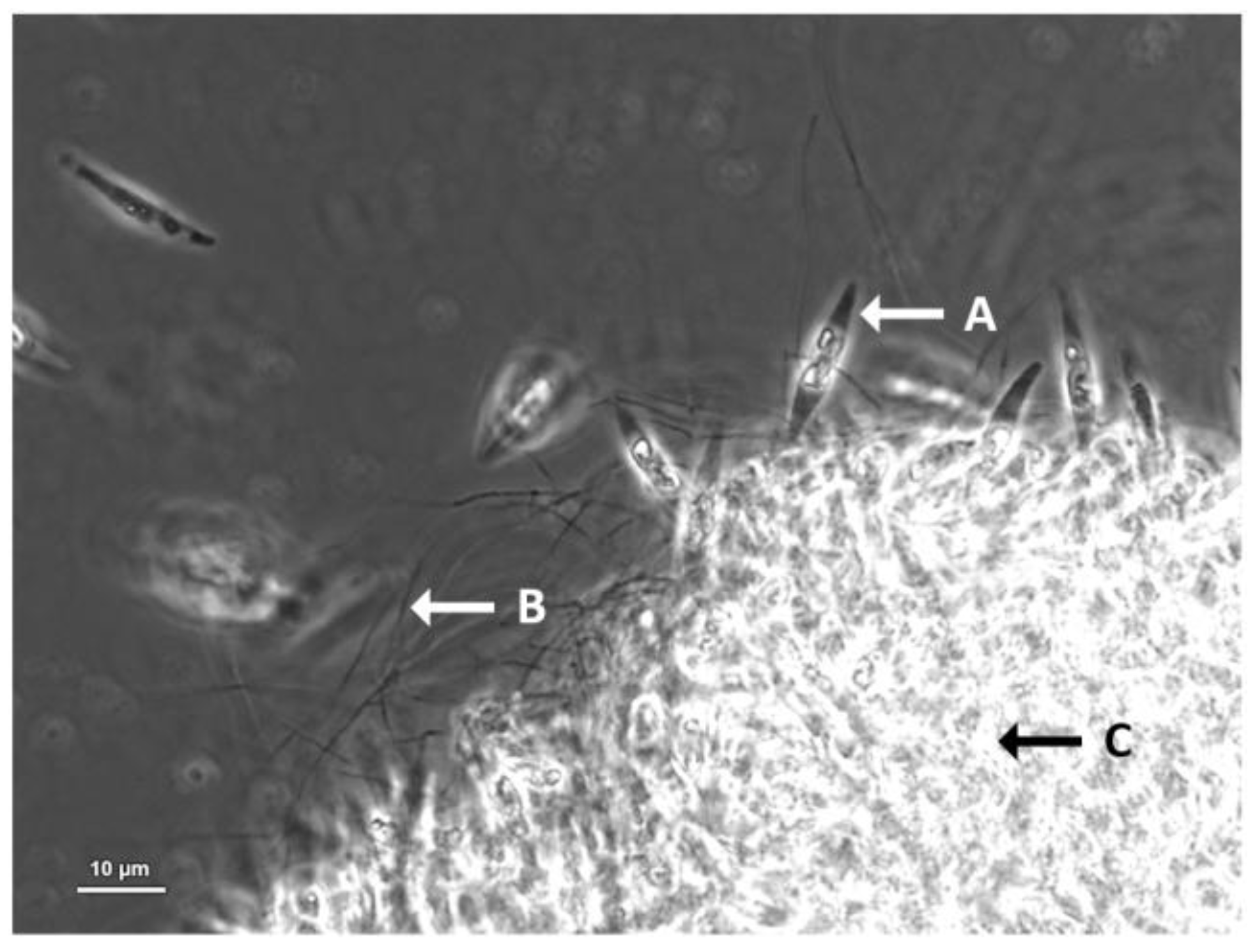 Microorganisms 11 00902 g005