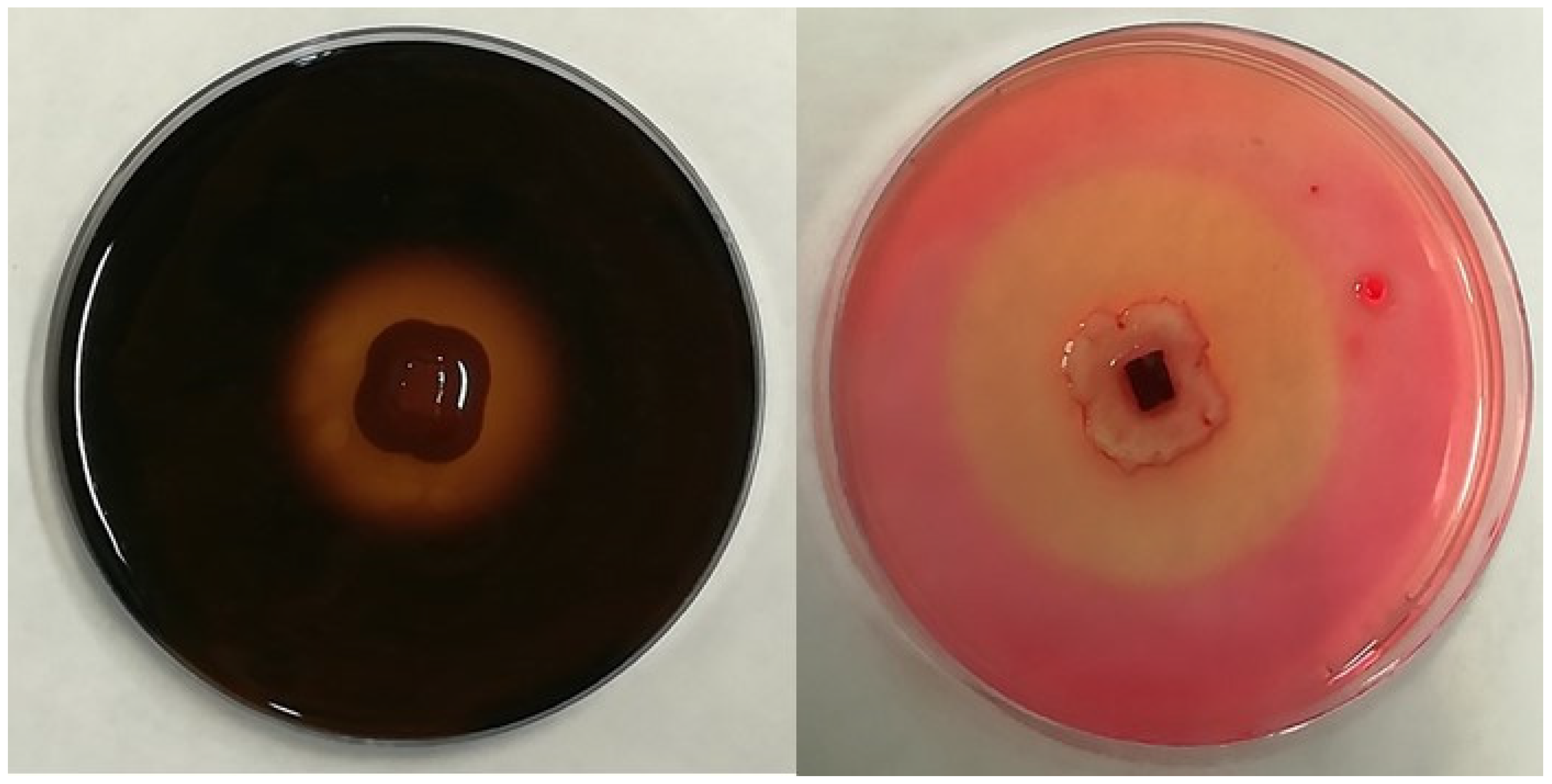 Microorganisms 11 00908 g001