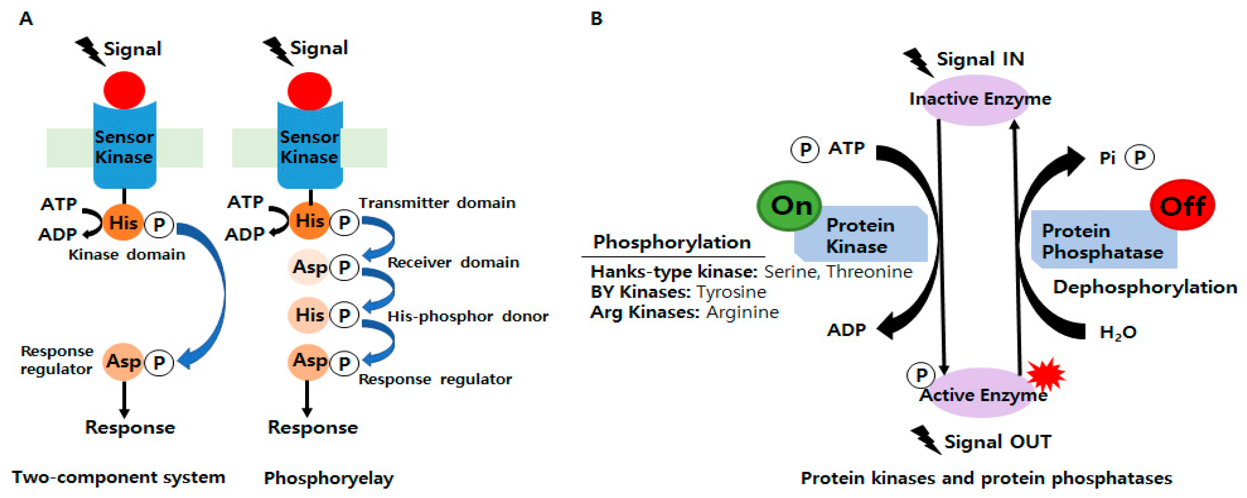 格安販売中 Review A of Beneficial of Phosphoproteomes Bacterial the ピンズ・ピンバッジ・缶バッジ