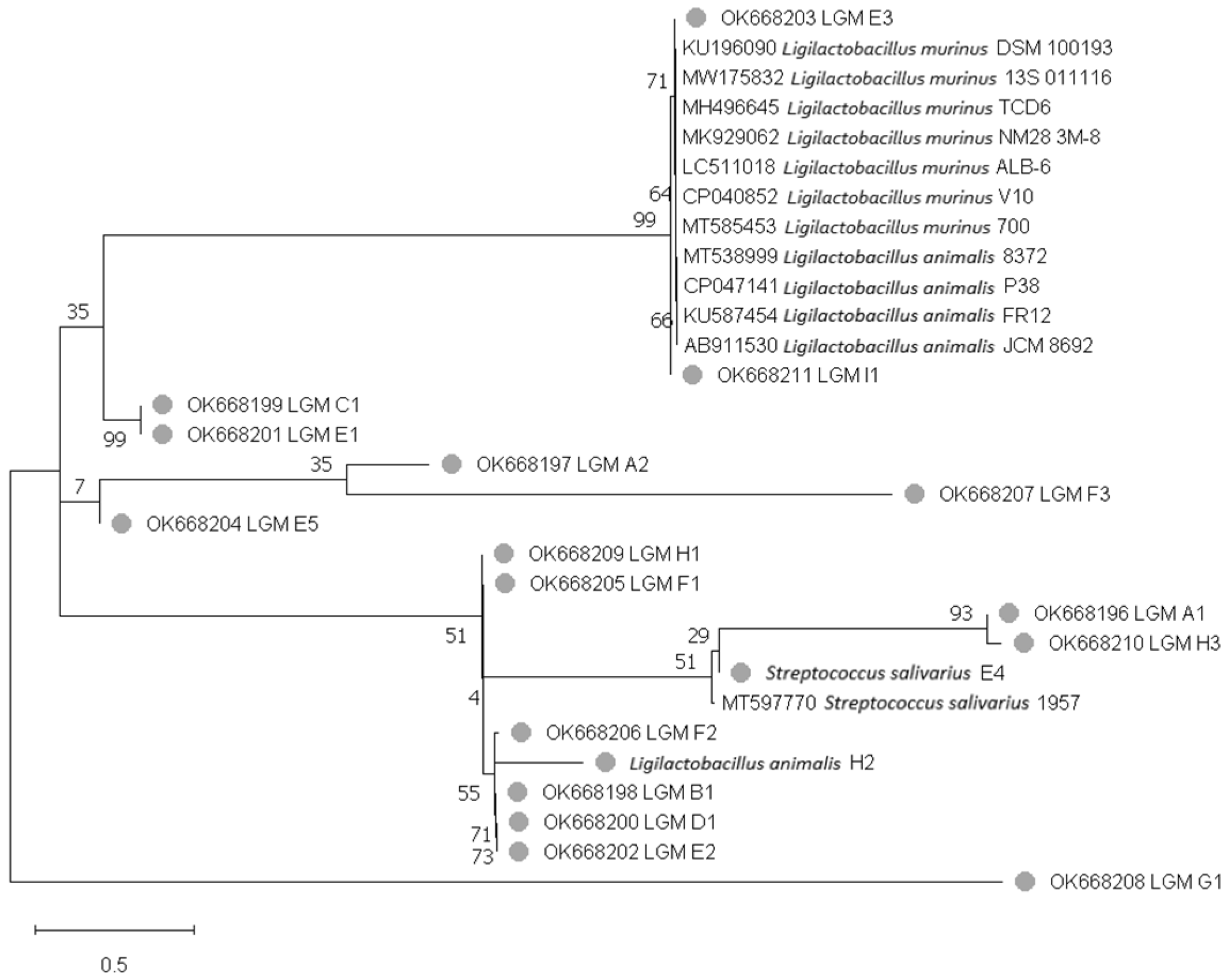 Microorganisms 11 00942 g001