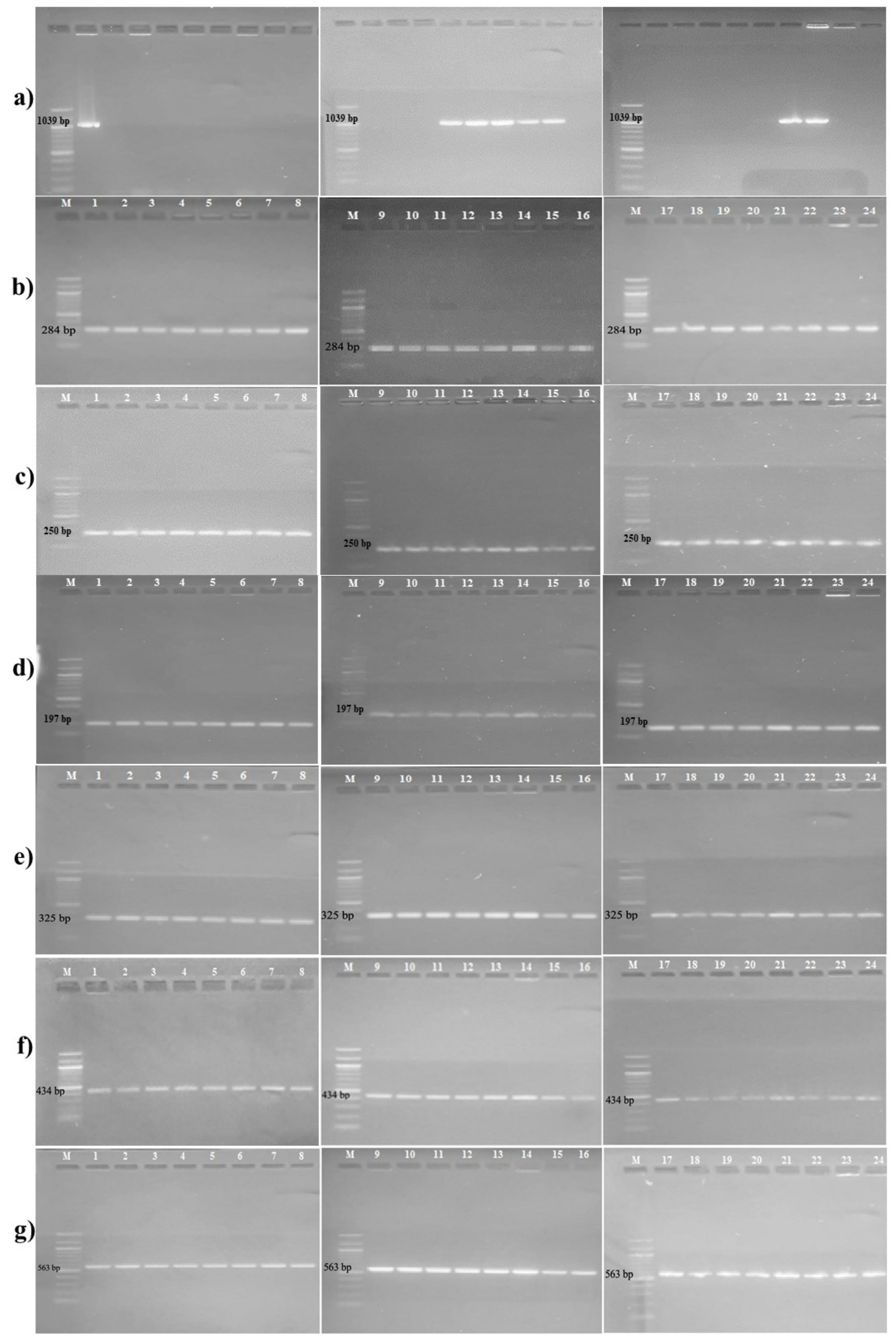 Microorganisms 11 00948 g001