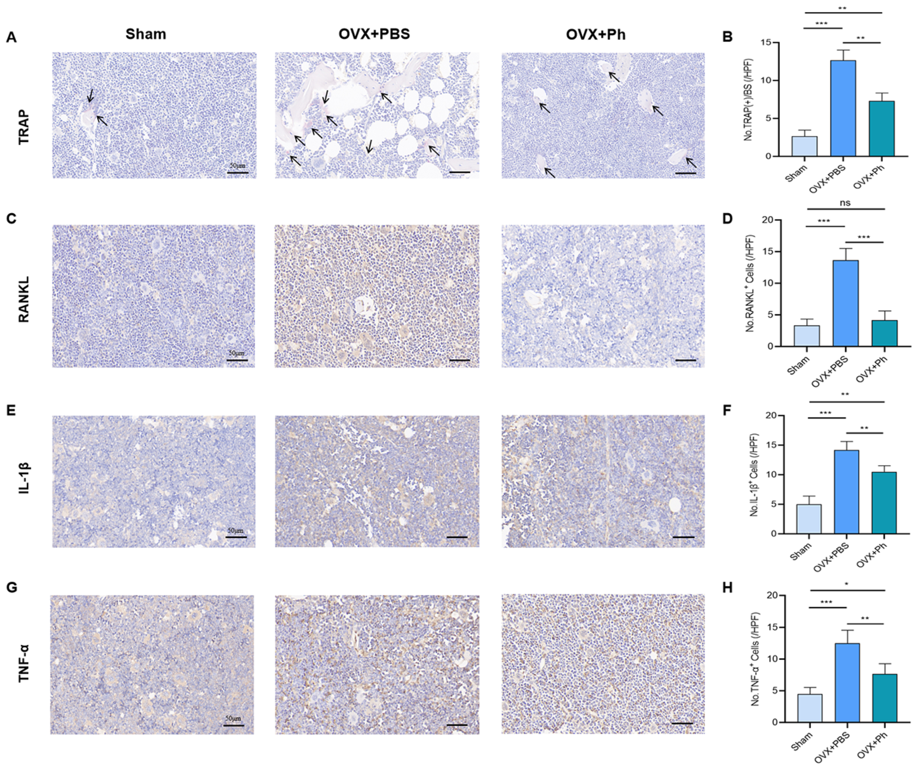 Microorganisms 11 00950 g003 Microorganisms 11 00950 g003