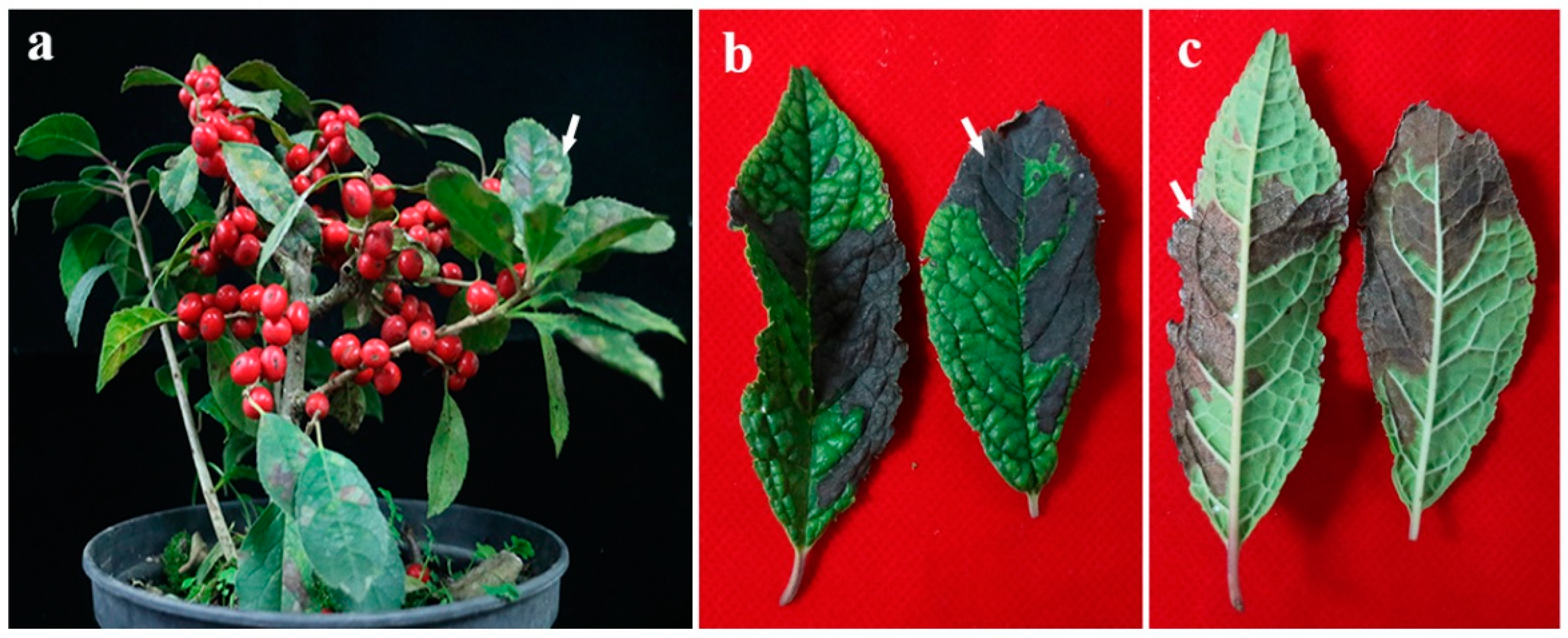 Microorganisms 11 00976 g001 Microorganisms 11 00976 g001