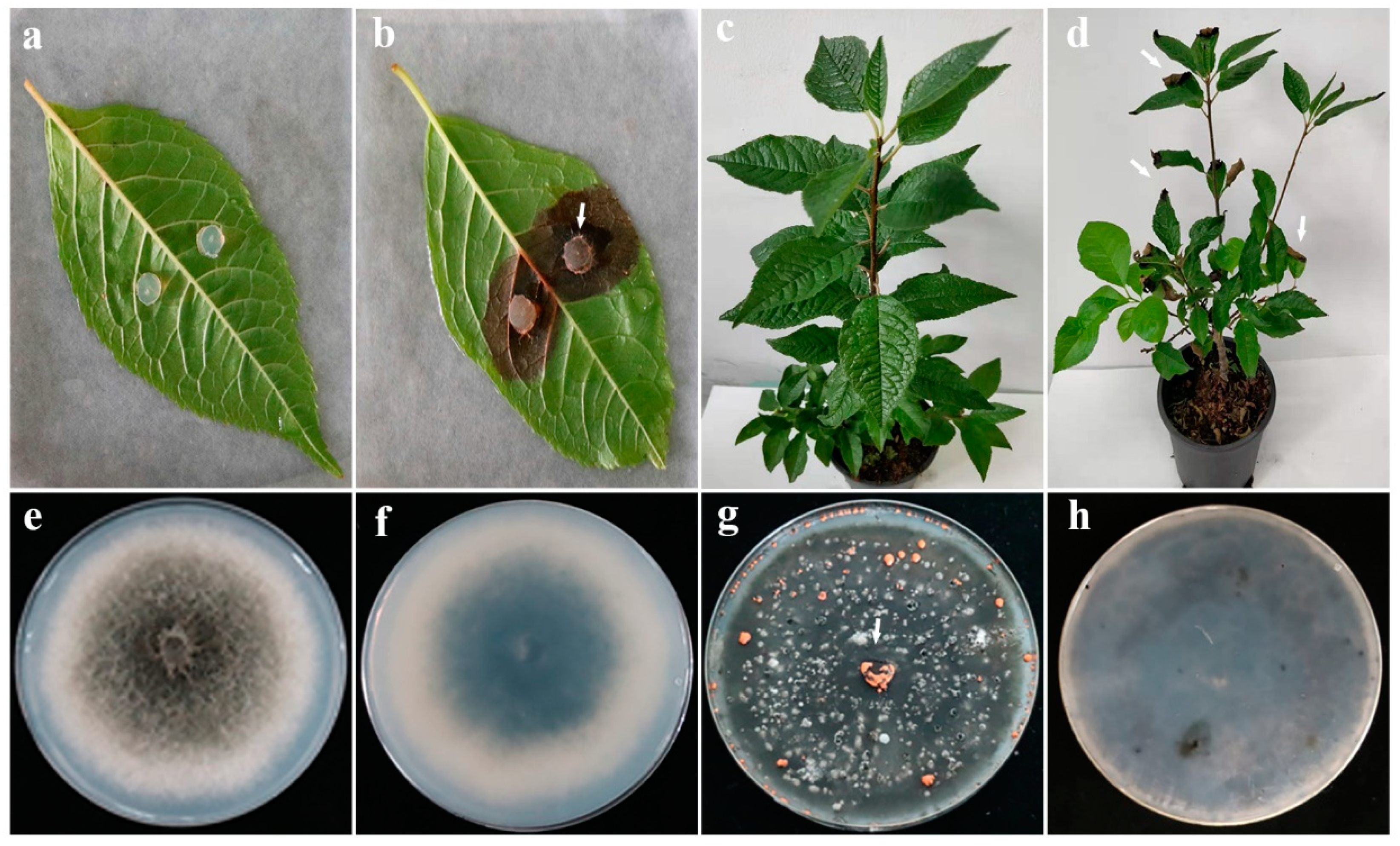 Microorganisms 11 00976 g002 Microorganisms 11 00976 g002