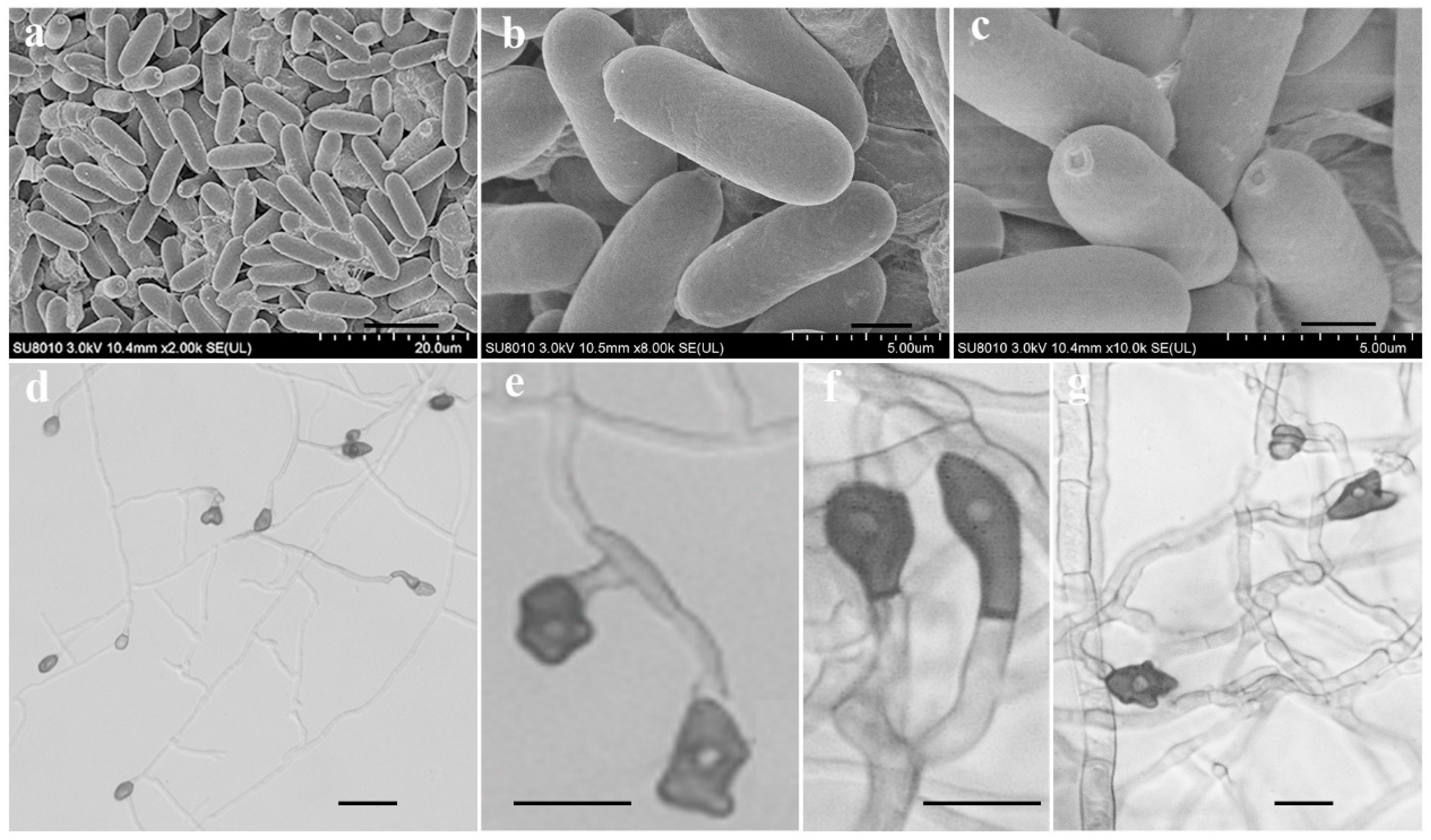 Microorganisms 11 00976 g003 Microorganisms 11 00976 g003