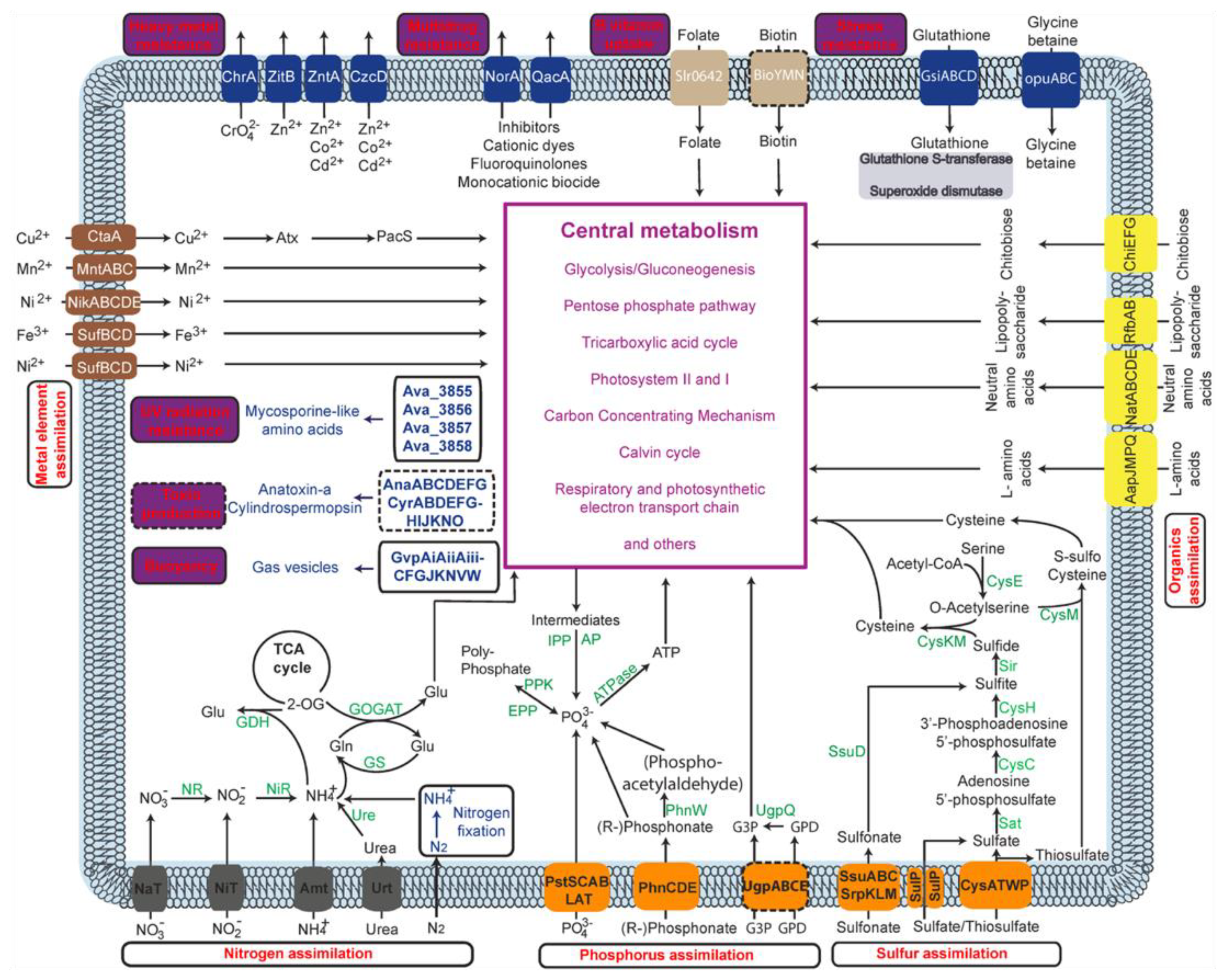 Microorganisms 11 00987 g002 Microorganisms 11 00987 g002