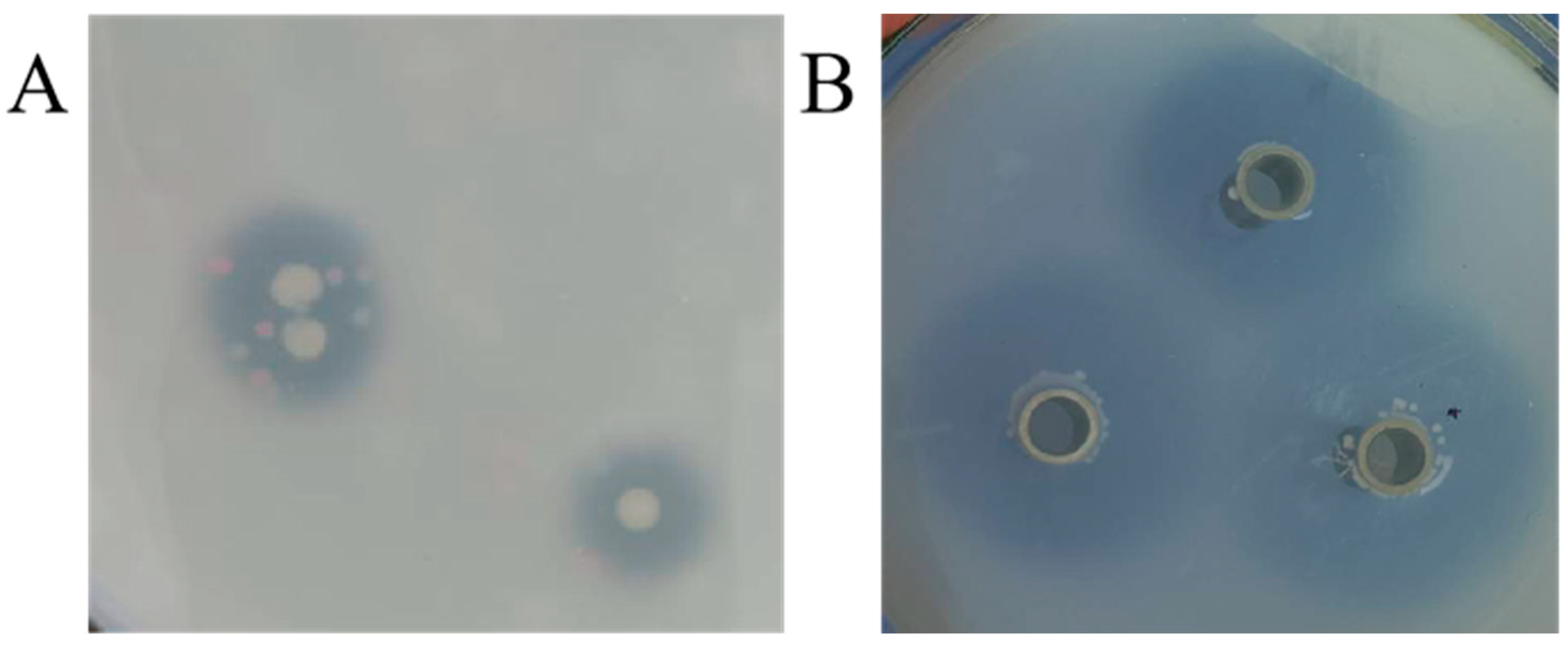 Microorganisms 11 00989 g001 Microorganisms 11 00989 g001