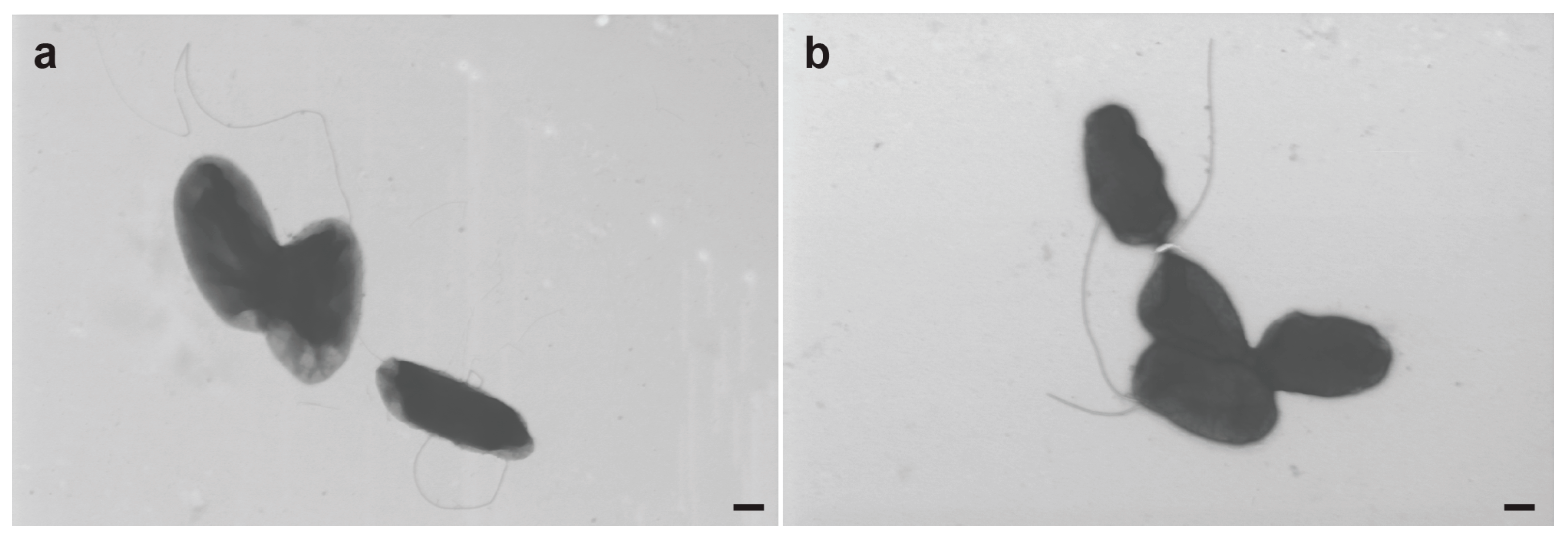 Microorganisms 11 01005 g006