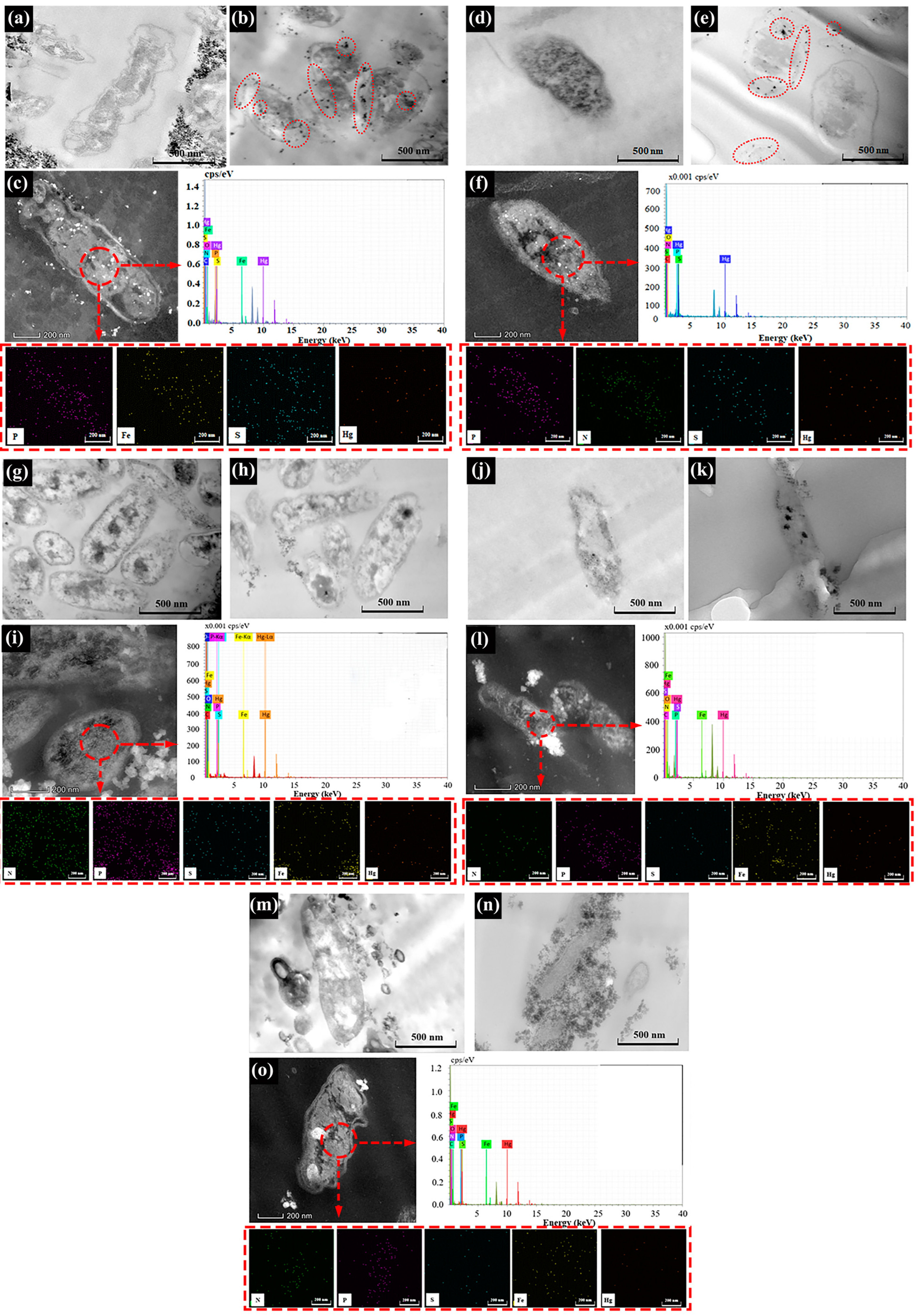 Microorganisms 11 01028 g003