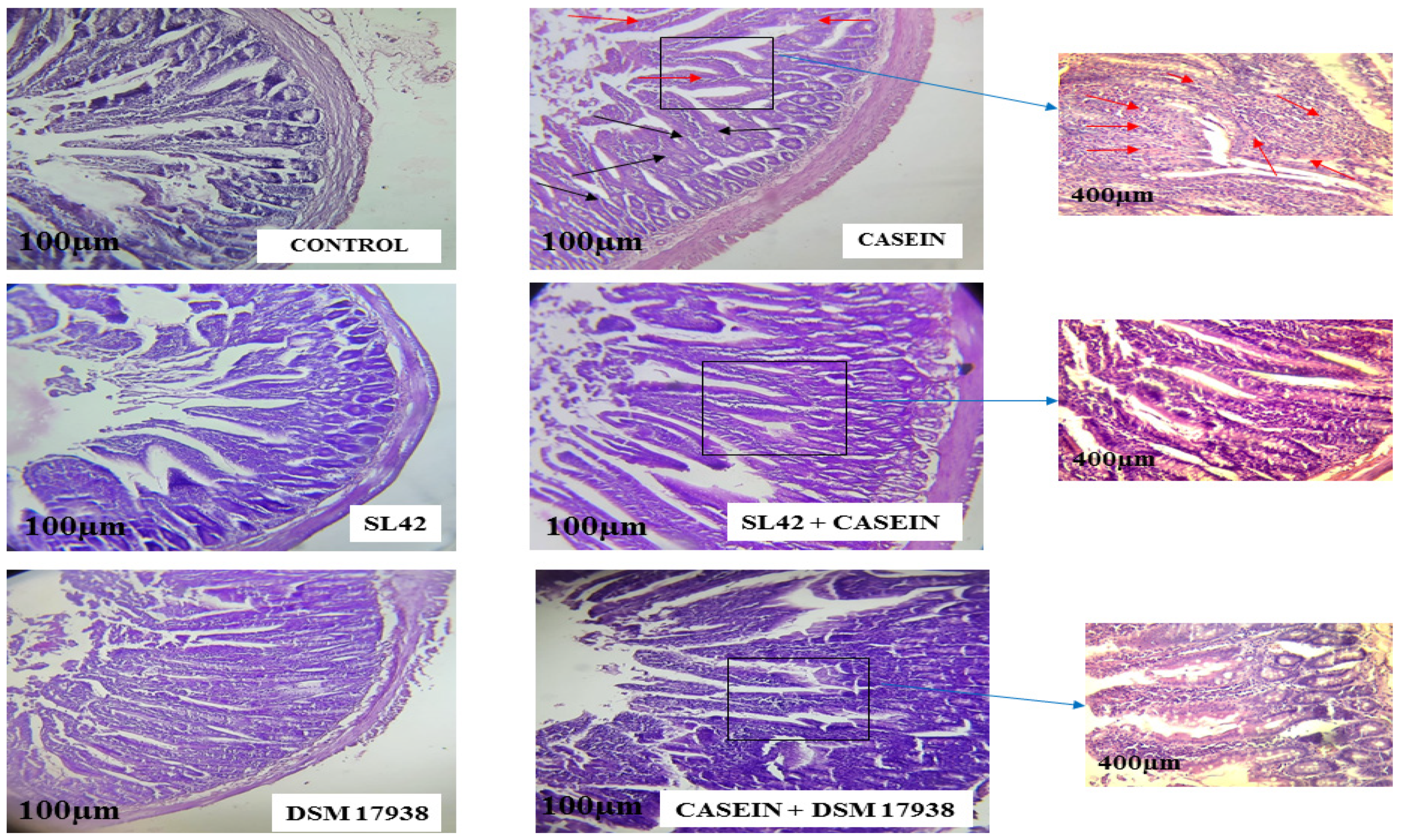 Microorganisms 11 01030 g008 Microorganisms 11 01030 g008