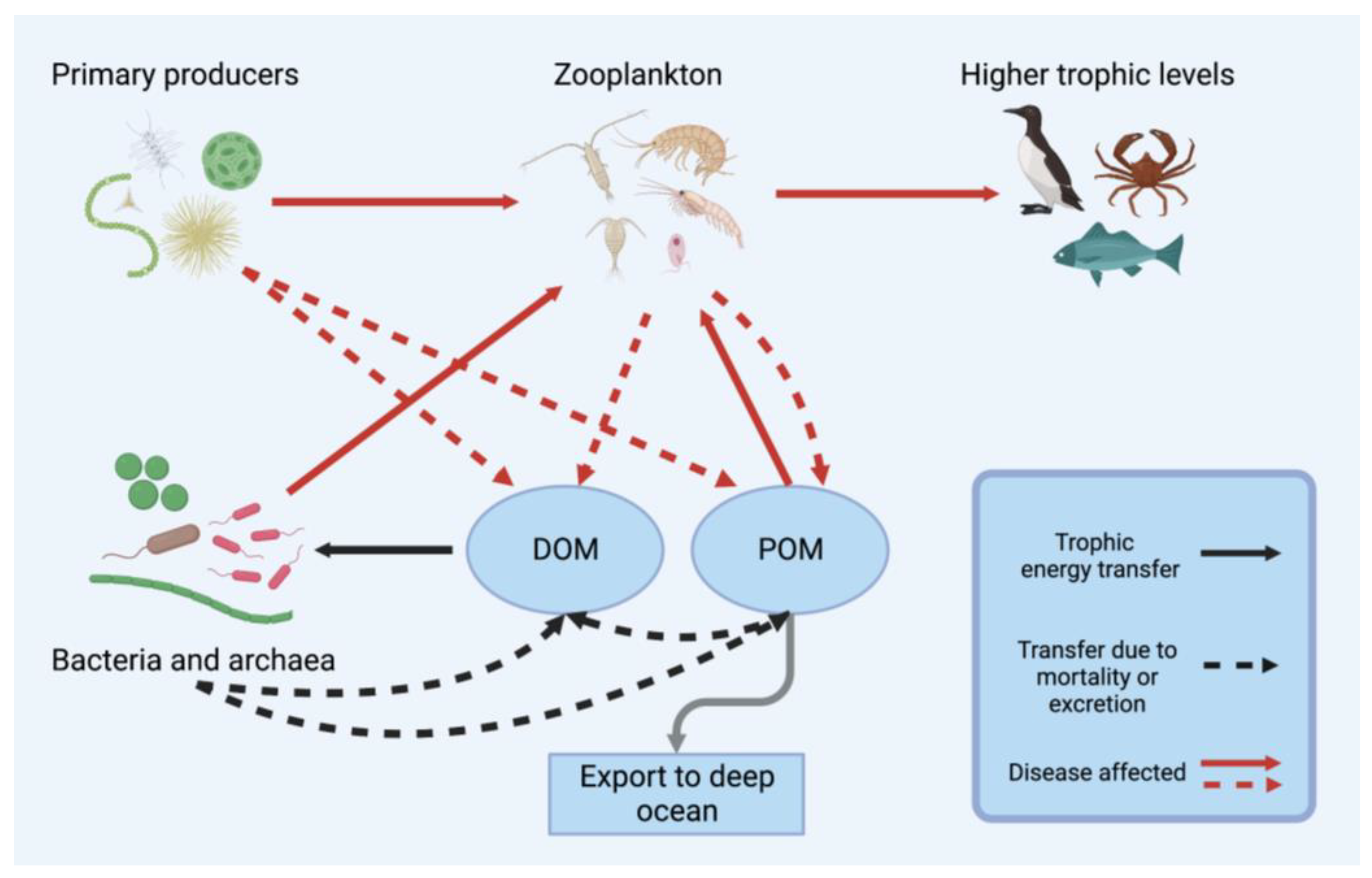 Phytoplankton And Zooplankton Food Chain Biology Diagrams