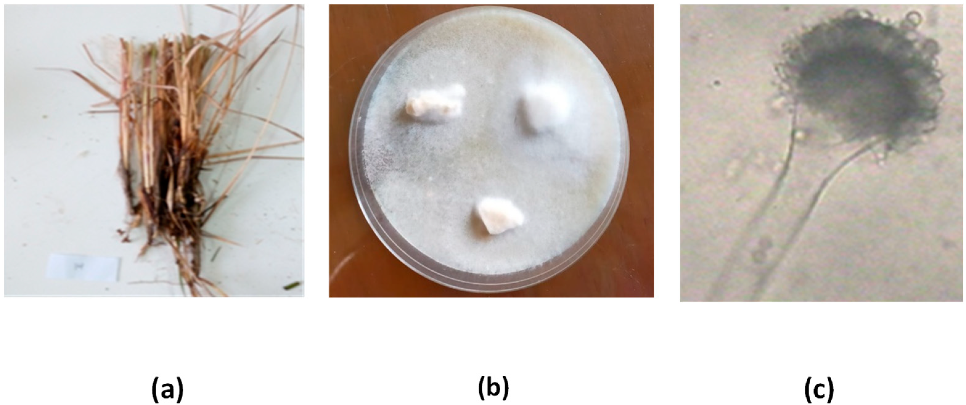 Microorganisms 11 01062 g001