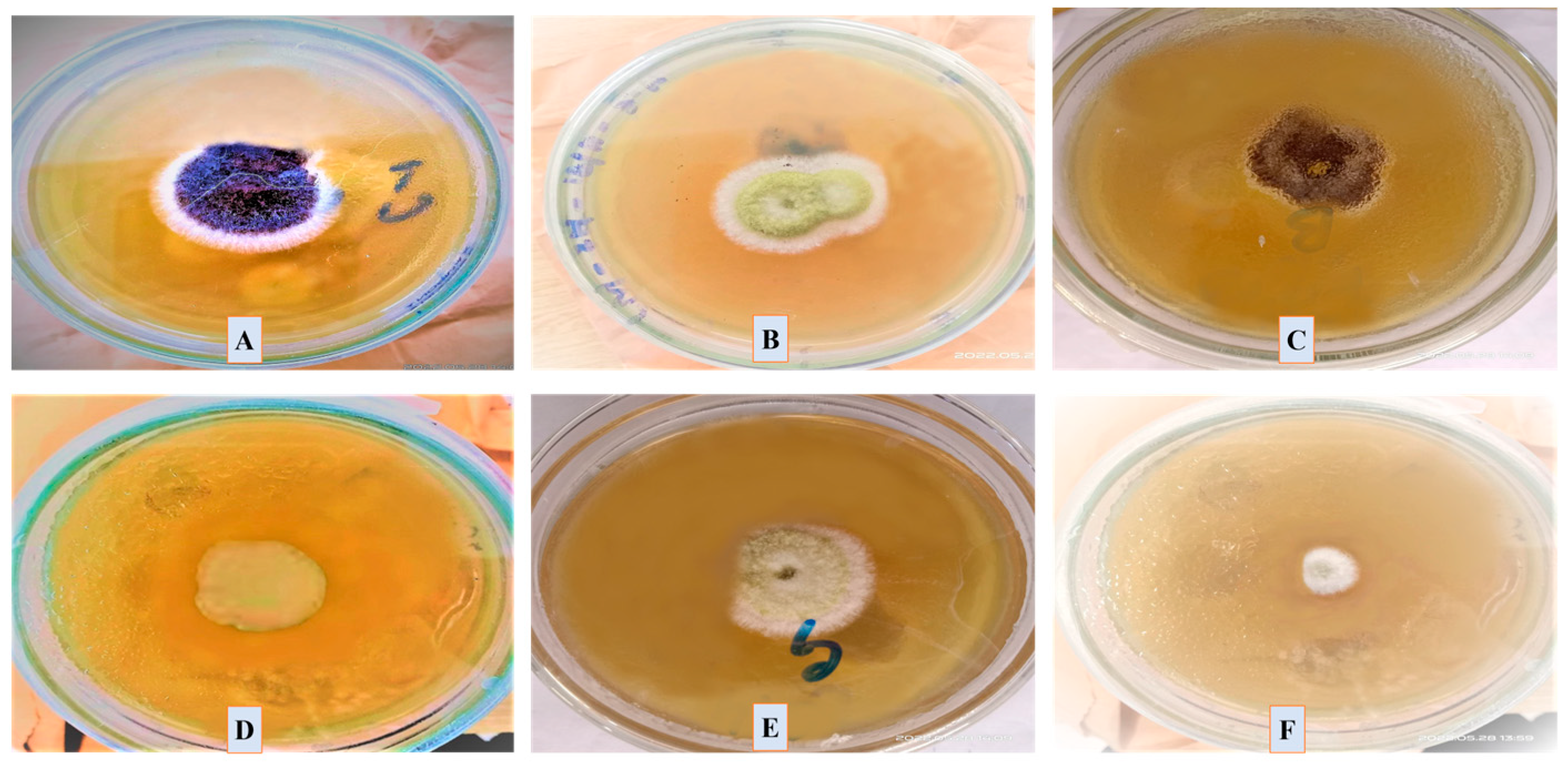 Microorganisms 11 01069 g013 Microorganisms 11 01069 g013
