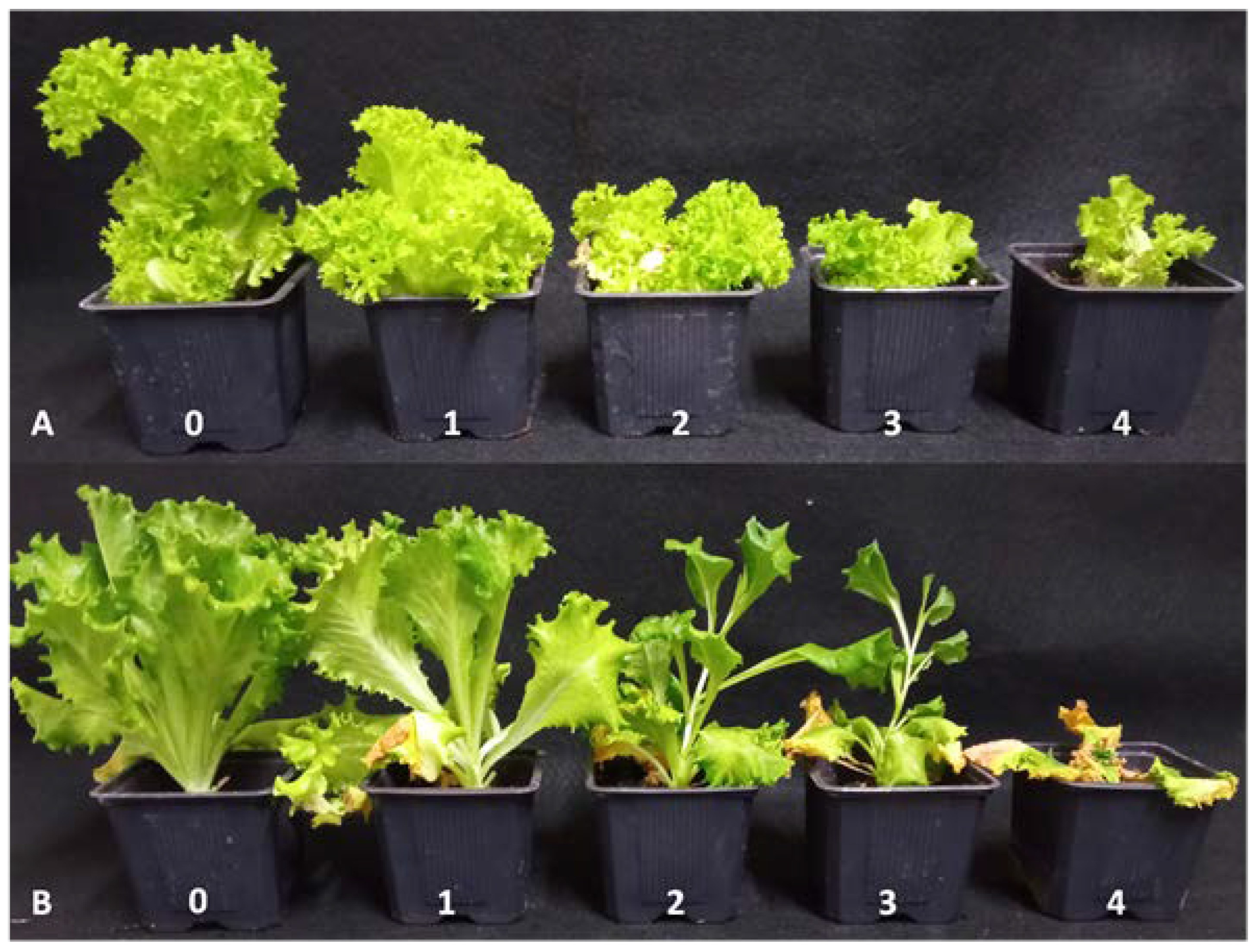 Microorganisms 11 01082 g002 Microorganisms 11 01082 g002