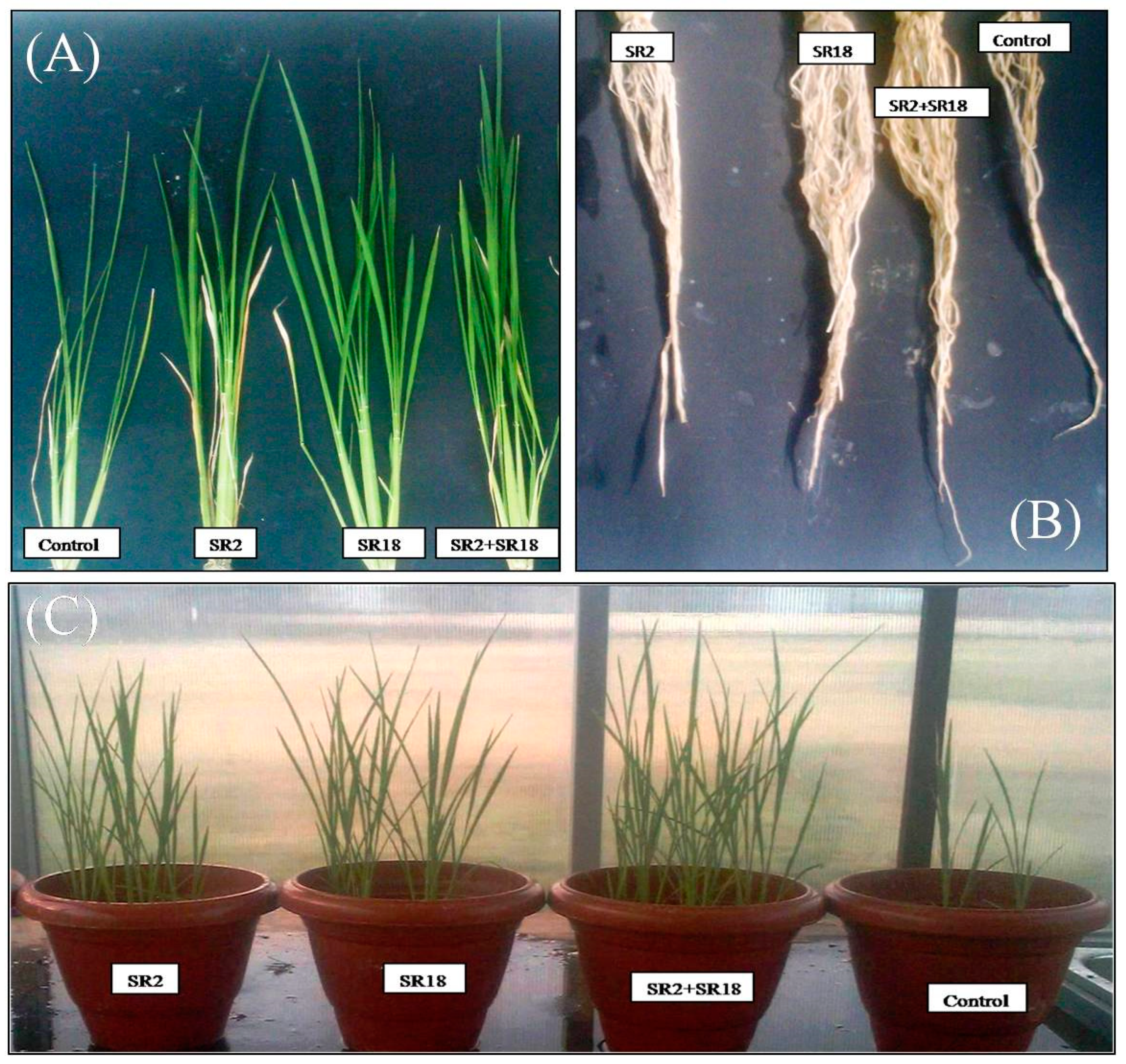 Microorganisms 11 01085 g003 Microorganisms 11 01085 g003