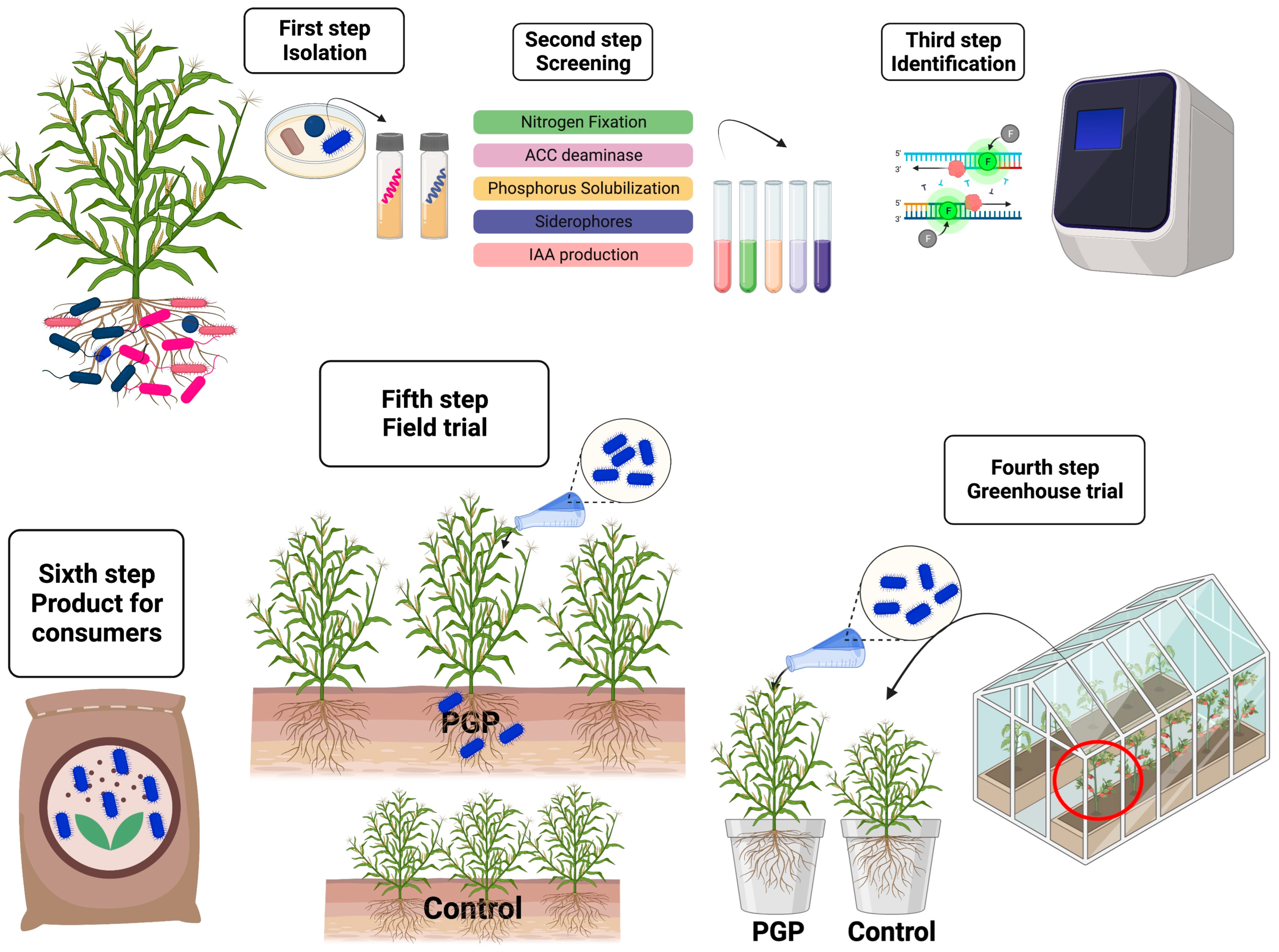 Microorganisms 11 01088 g001 Microorganisms 11 01088 g001