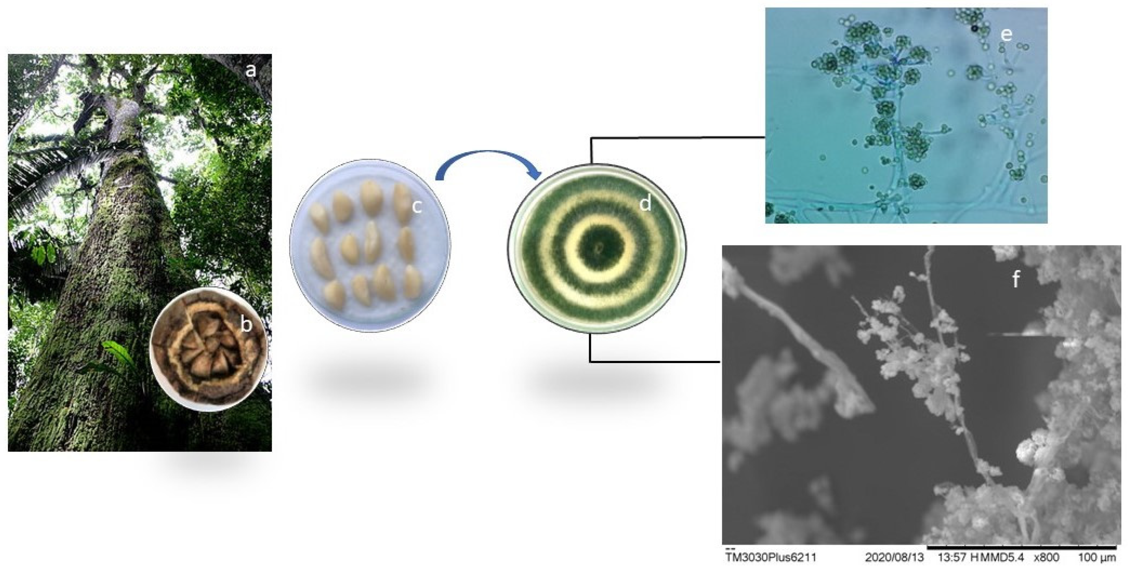 Microorganisms 11 01089 g001