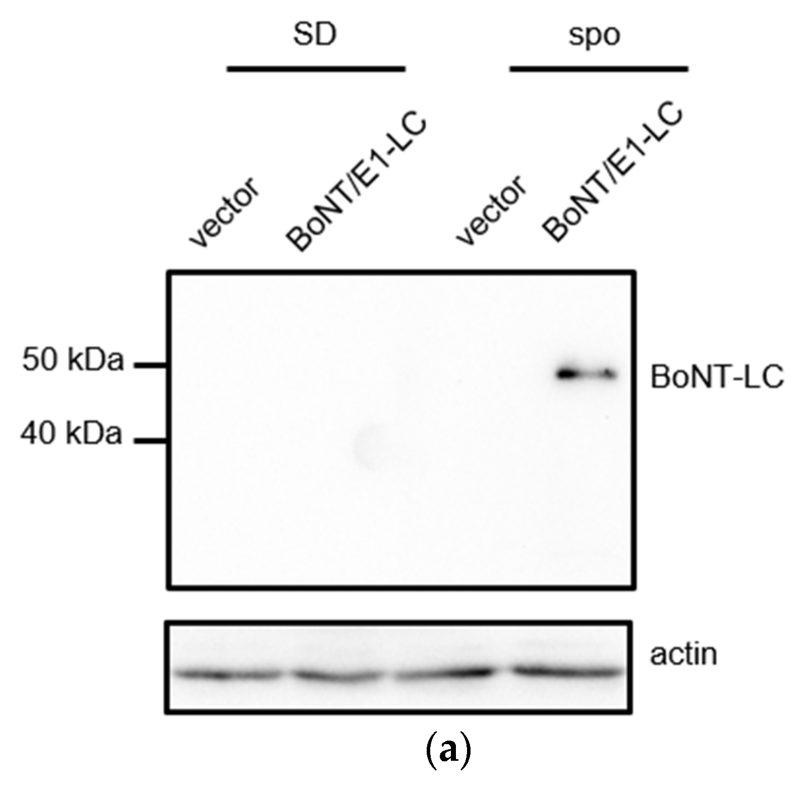Microorganisms 11 01125 g004a Microorganisms 11 01125 g004a