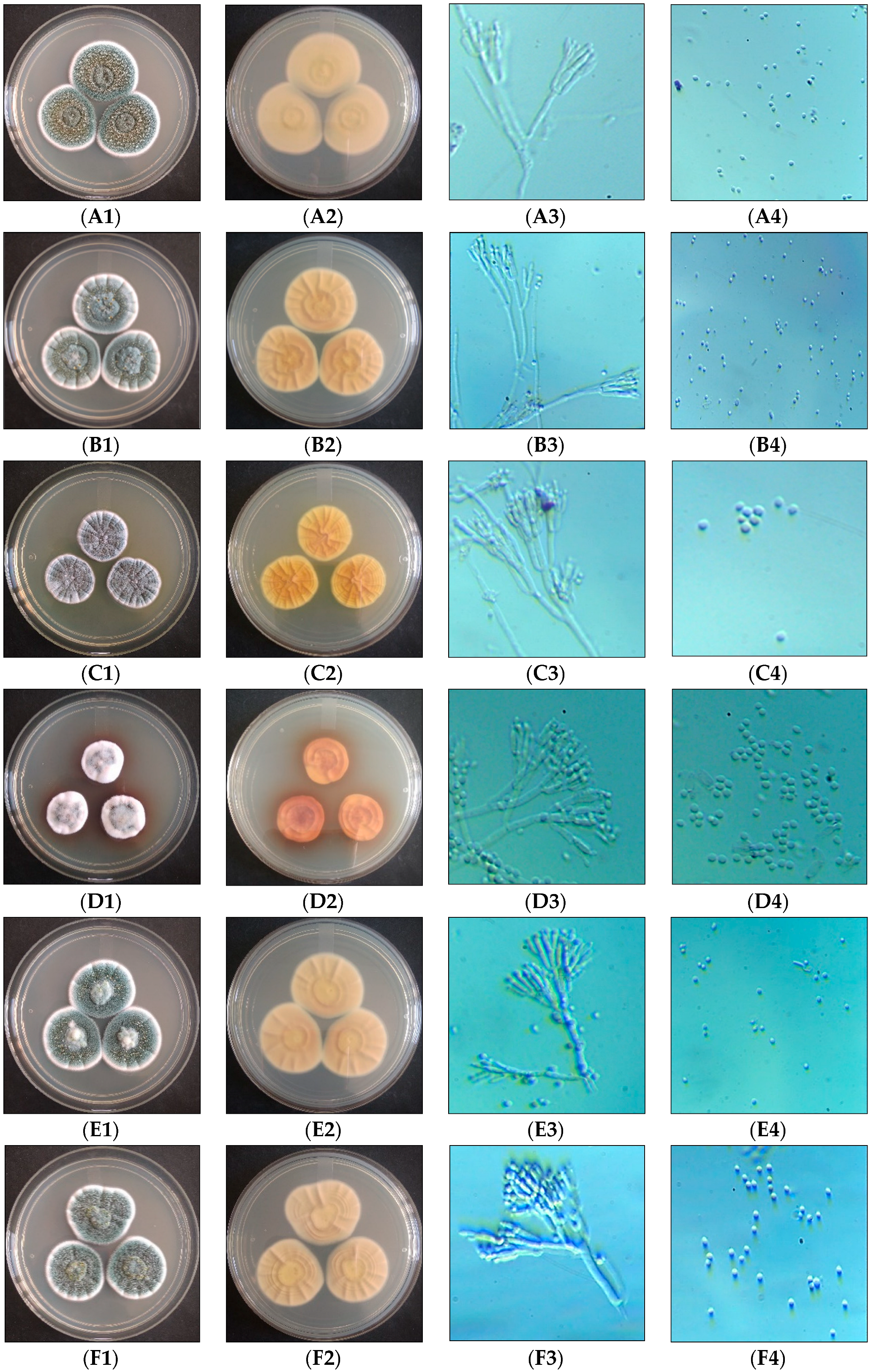 Microorganisms 11 01132 g001a