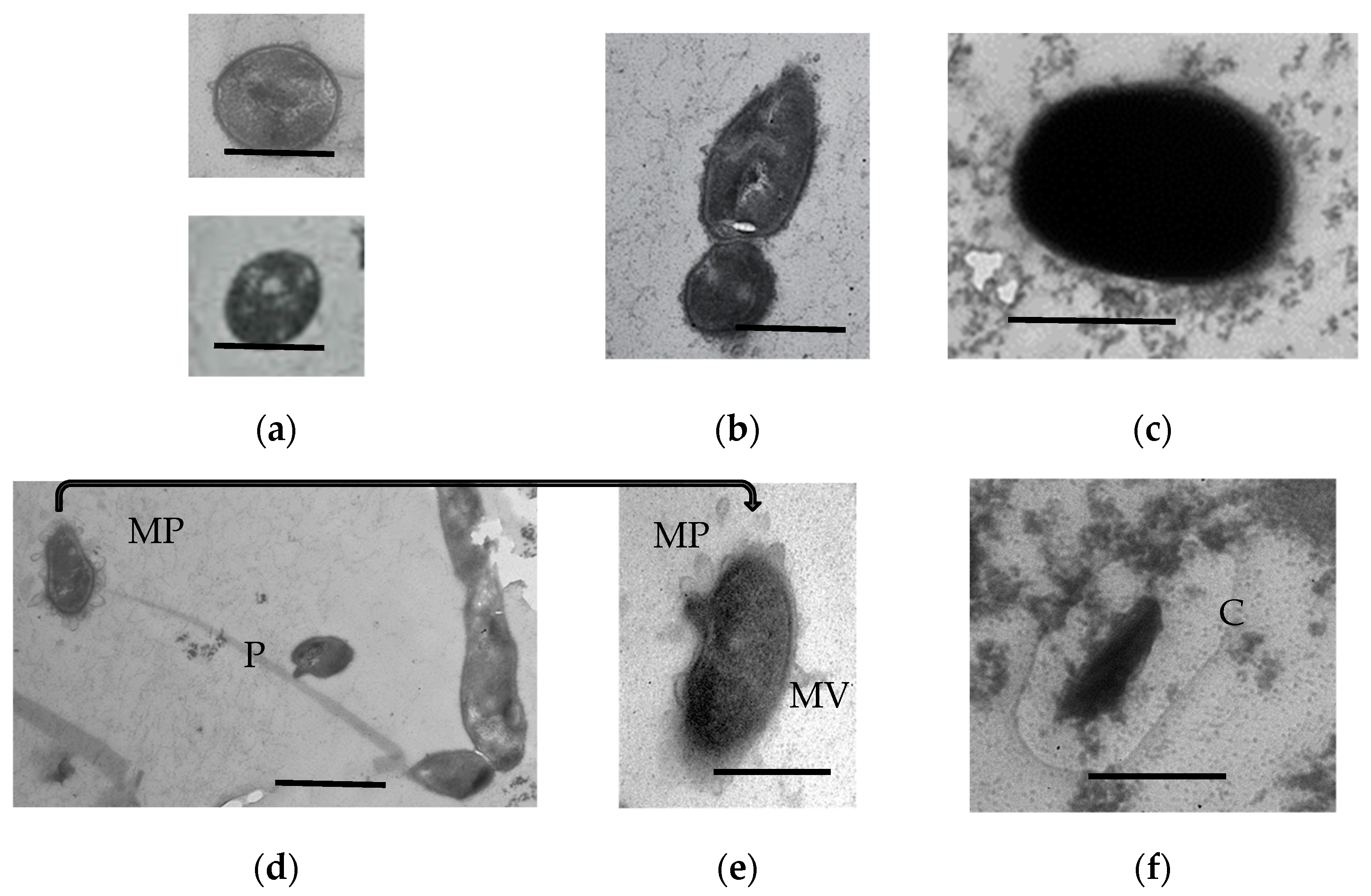 Microorganisms 11 01133 g006 Microorganisms 11 01133 g006