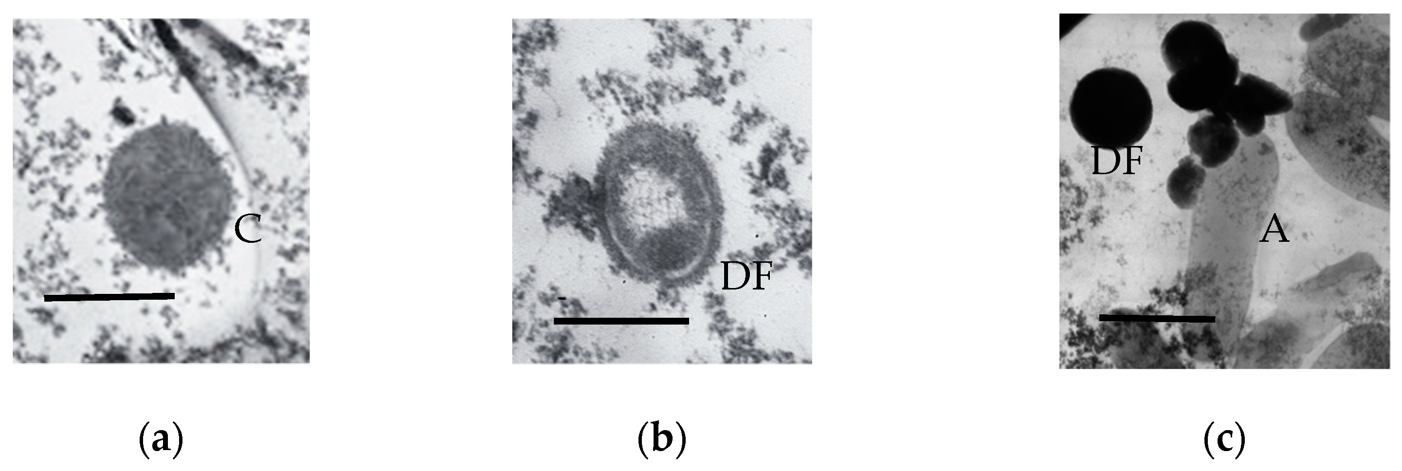 Microorganisms 11 01133 g007a Microorganisms 11 01133 g007a