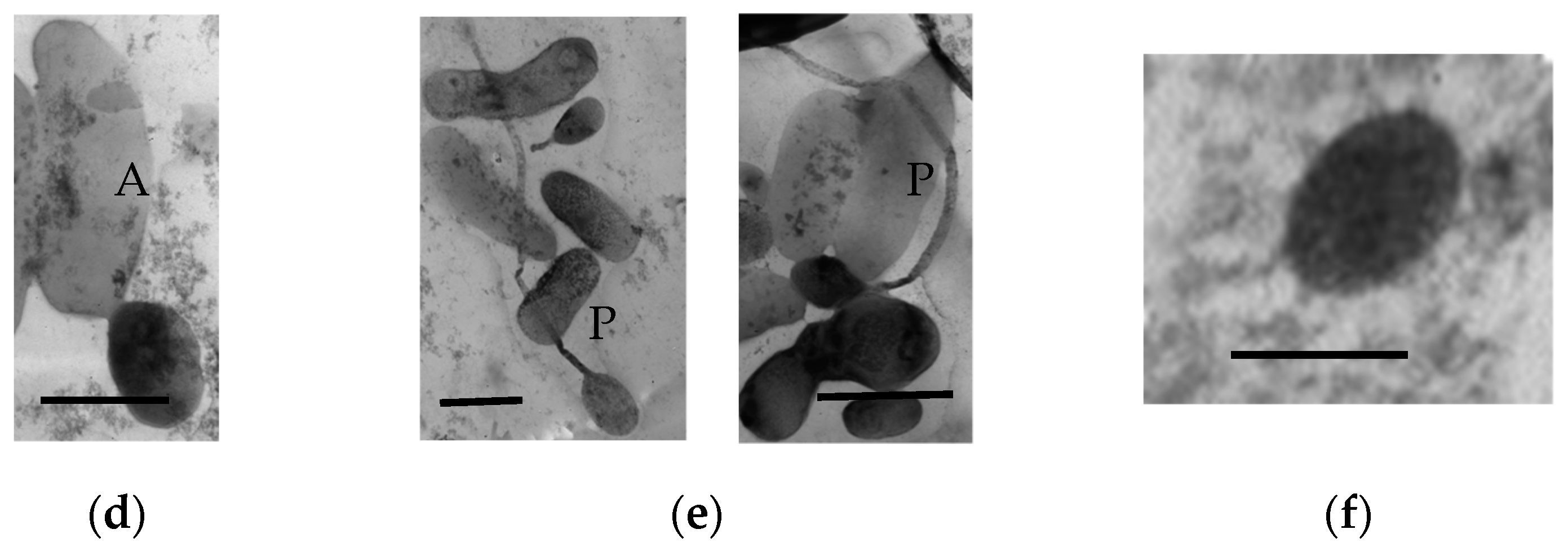 Microorganisms 11 01133 g007b Microorganisms 11 01133 g007b