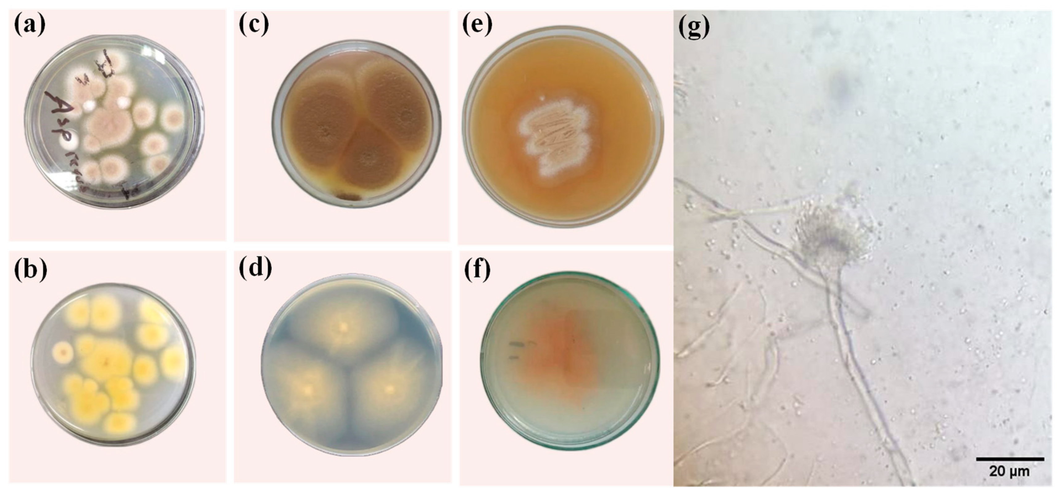 Microorganisms 11 01135 g002 Microorganisms 11 01135 g002