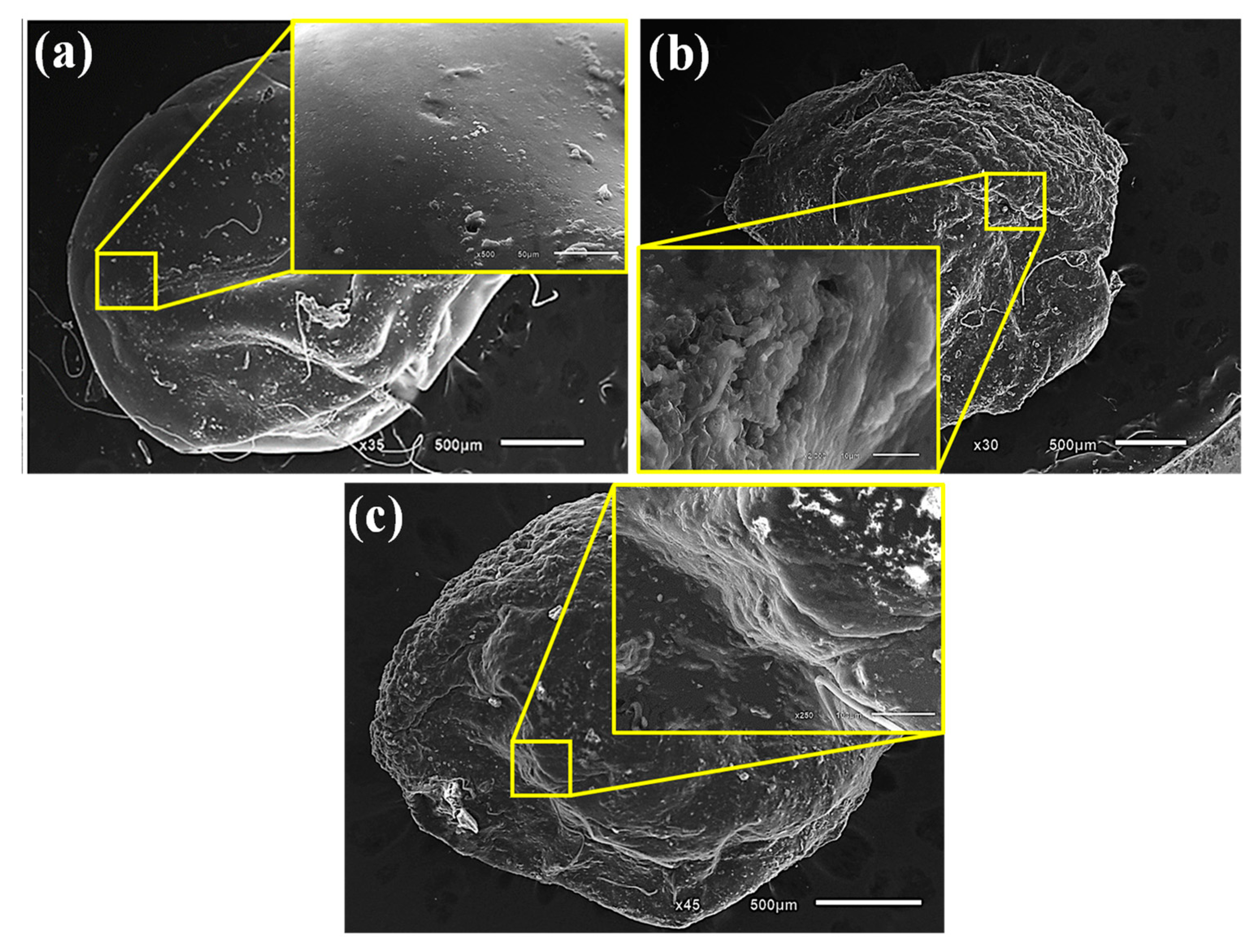 Microorganisms 11 01135 g012 Microorganisms 11 01135 g012