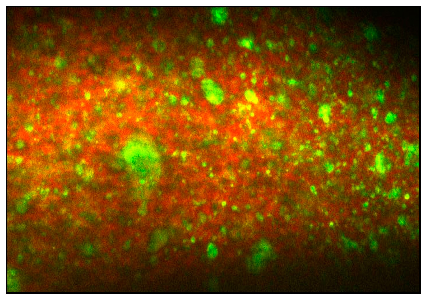 Microorganisms 11 01139 g001 Microorganisms 11 01139 g001