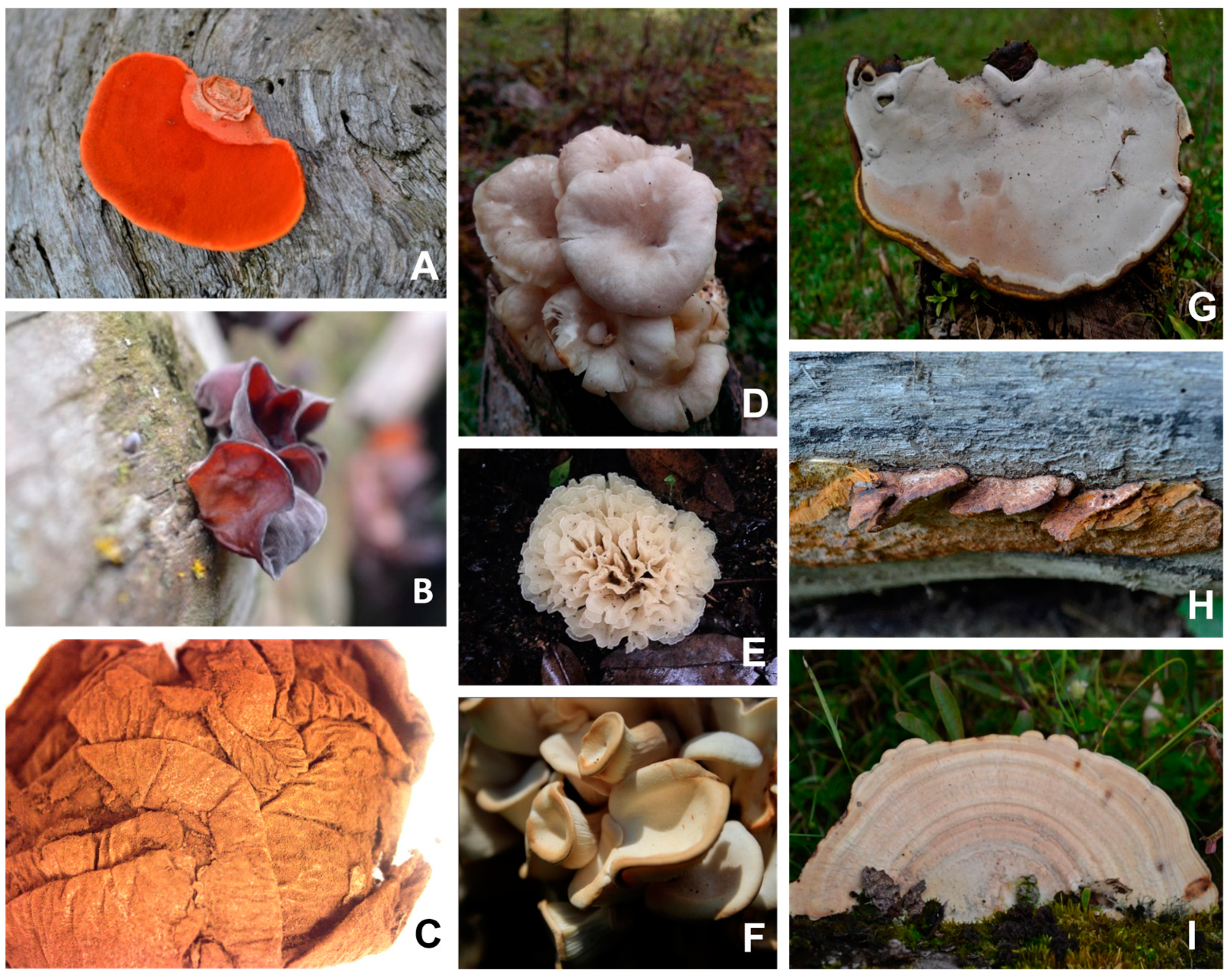 Microorganisms 11 01158 g001 Microorganisms 11 01158 g001