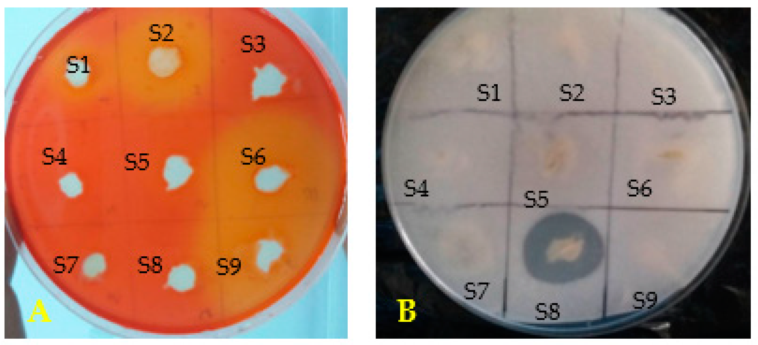 Microorganisms 11 01165 g002