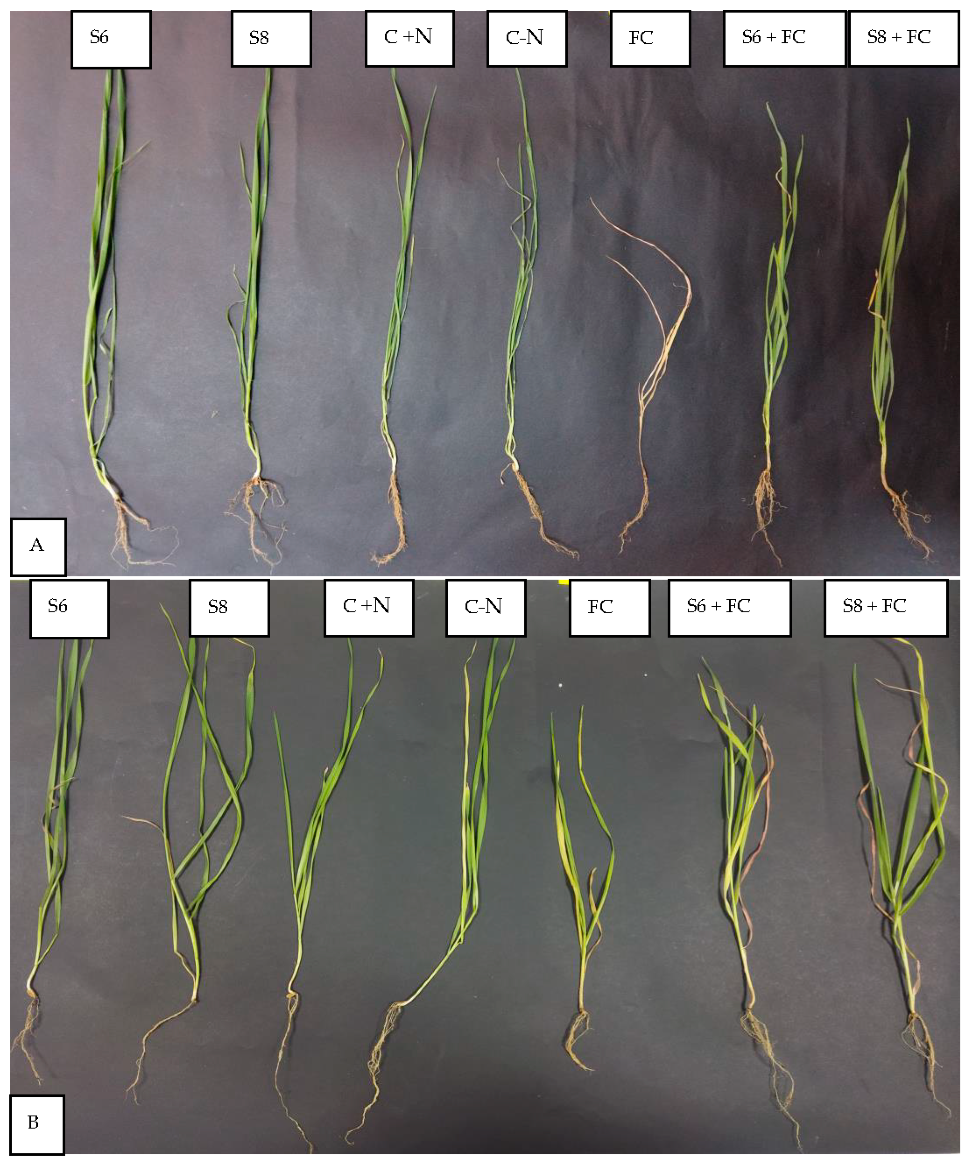 Microorganisms 11 01165 g005