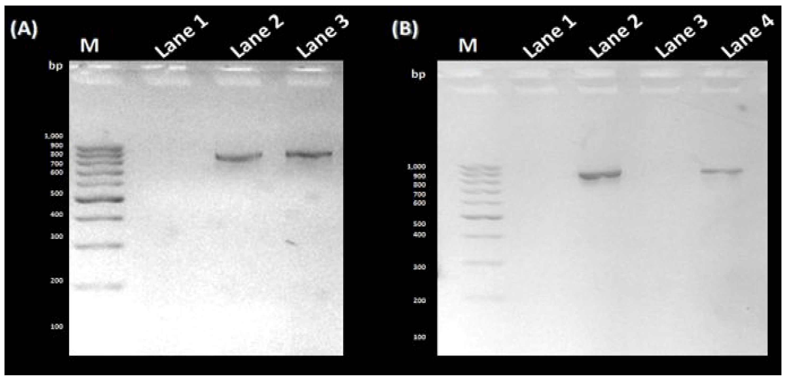 Microorganisms 11 01192 g001