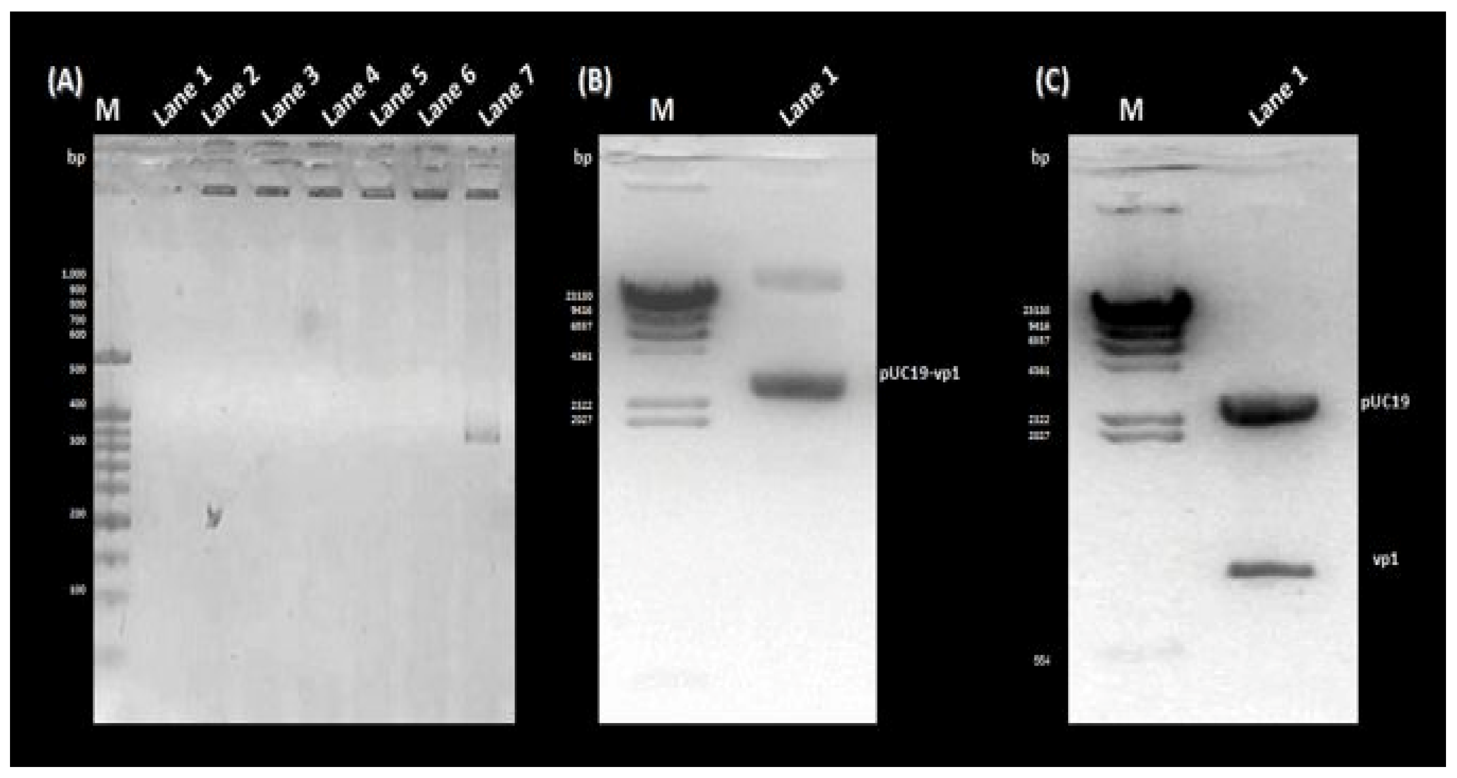 Microorganisms 11 01192 g003