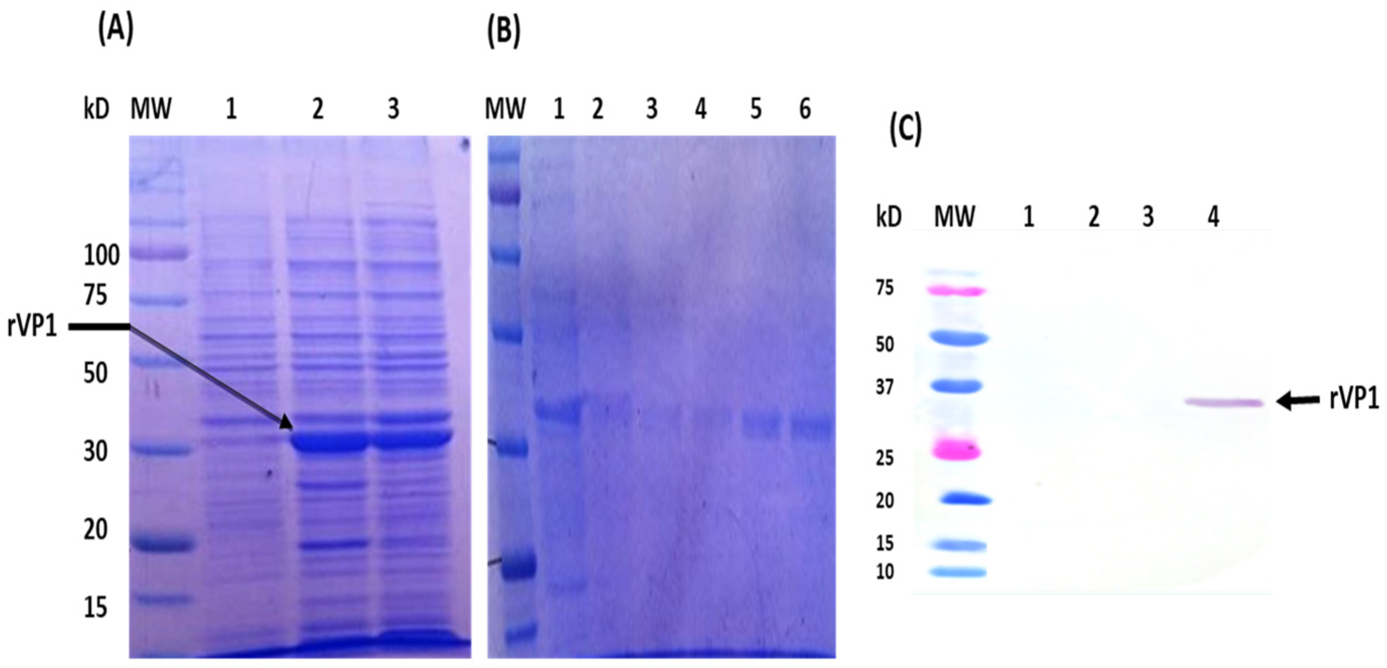 Microorganisms 11 01192 g004